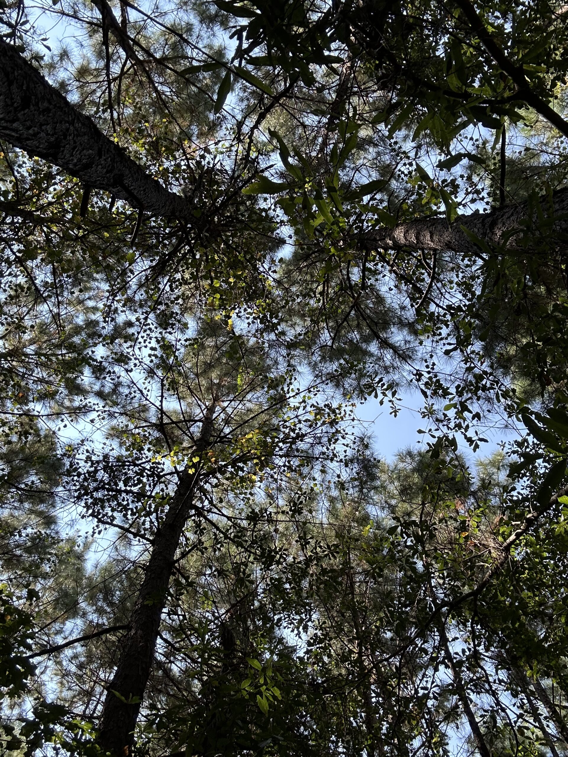 East Texas Hunting/Recreational/Timber Tract For Sale