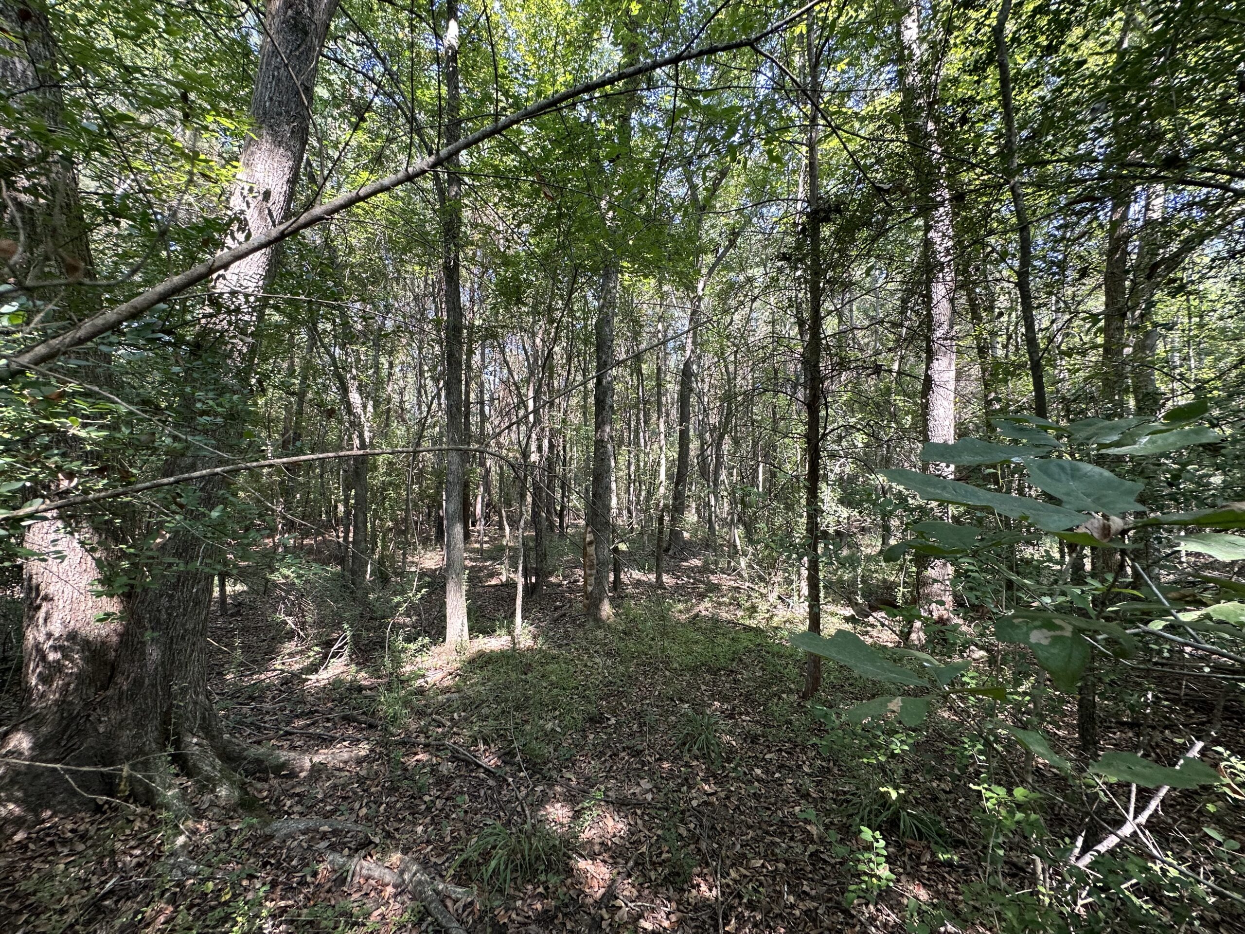 East Texas Hunting/Recreational/Timber Tract For Sale