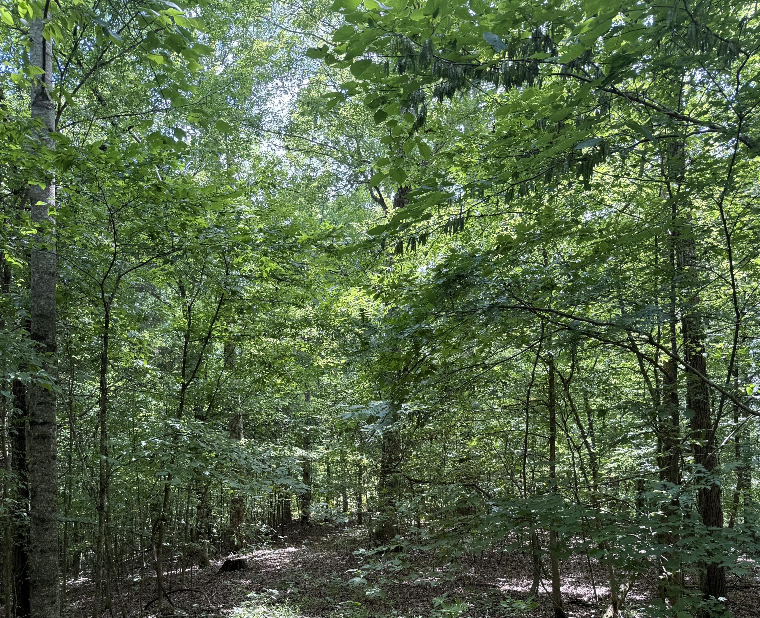 DEER HUNTING PROPERTY FOR SALE IN TN