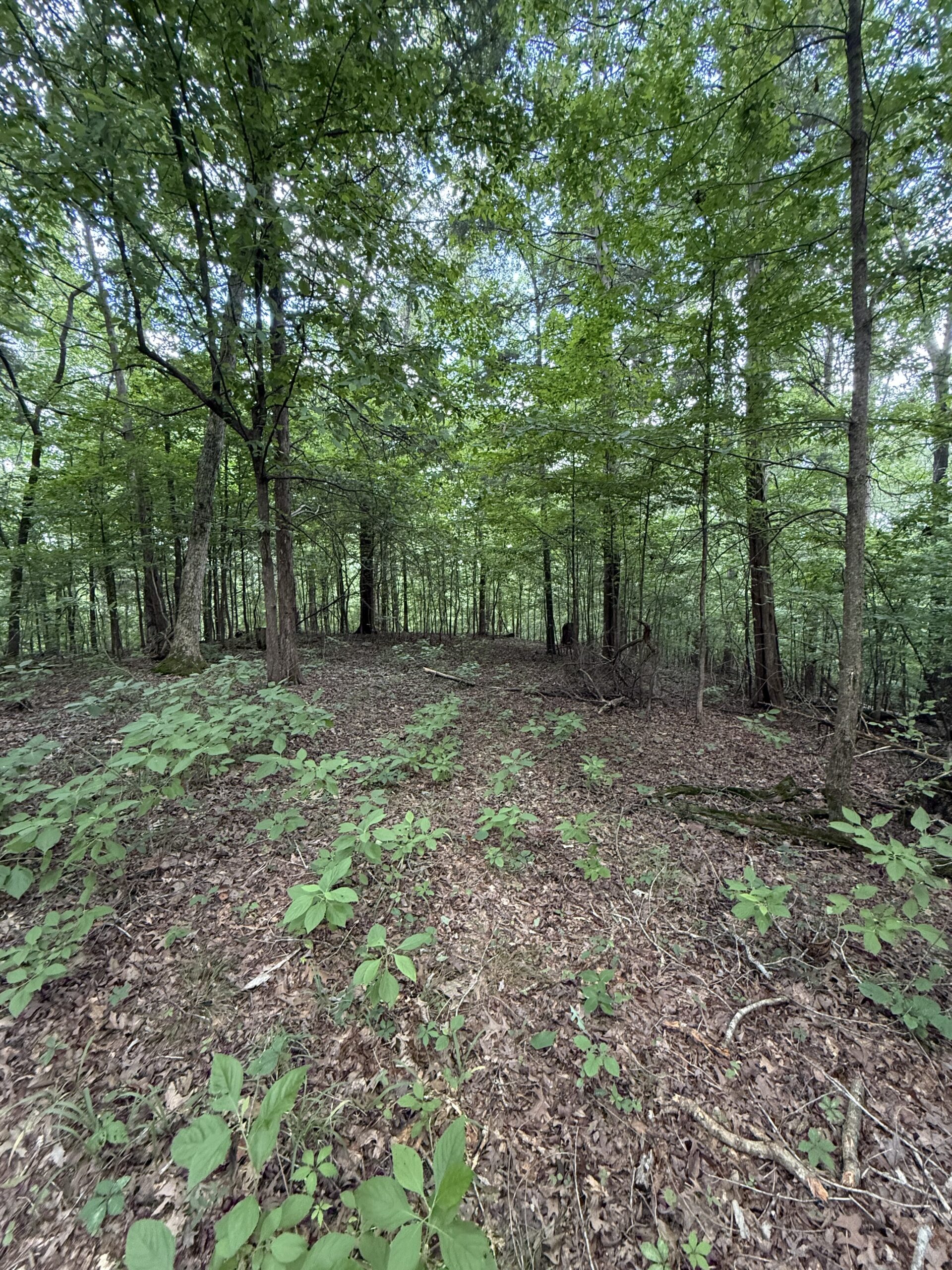DEER HUNTING PROPERTY FOR SALE IN TN