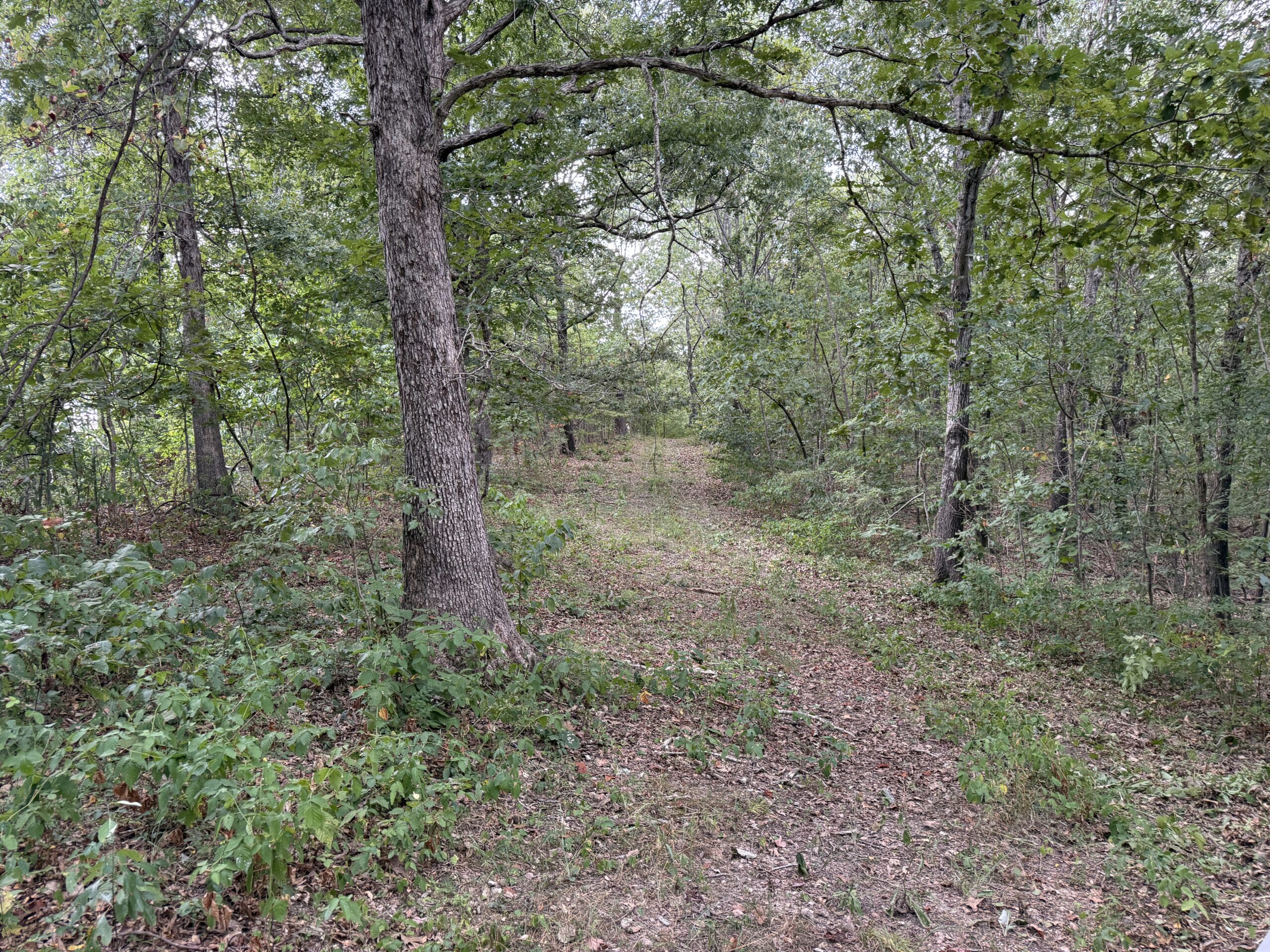 HUNTING AND RECREATIONAL LAND FOR SALE IN OZARK MOUNTAINS