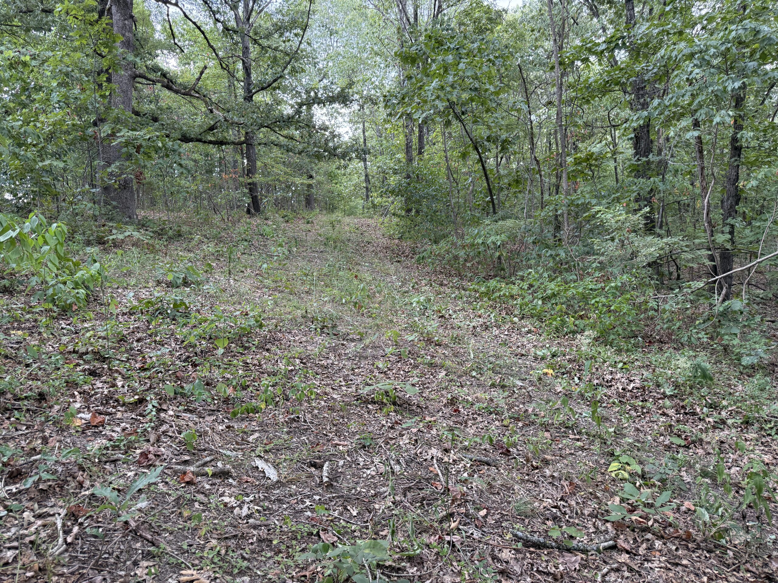 HUNTING AND RECREATIONAL LAND FOR SALE IN OZARK MOUNTAINS