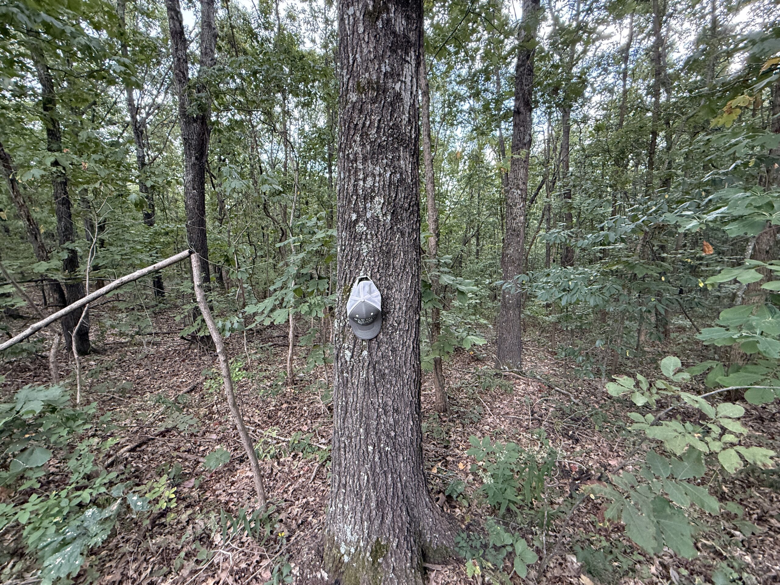 HUNTING AND RECREATIONAL LAND FOR SALE IN OZARK MOUNTAINS