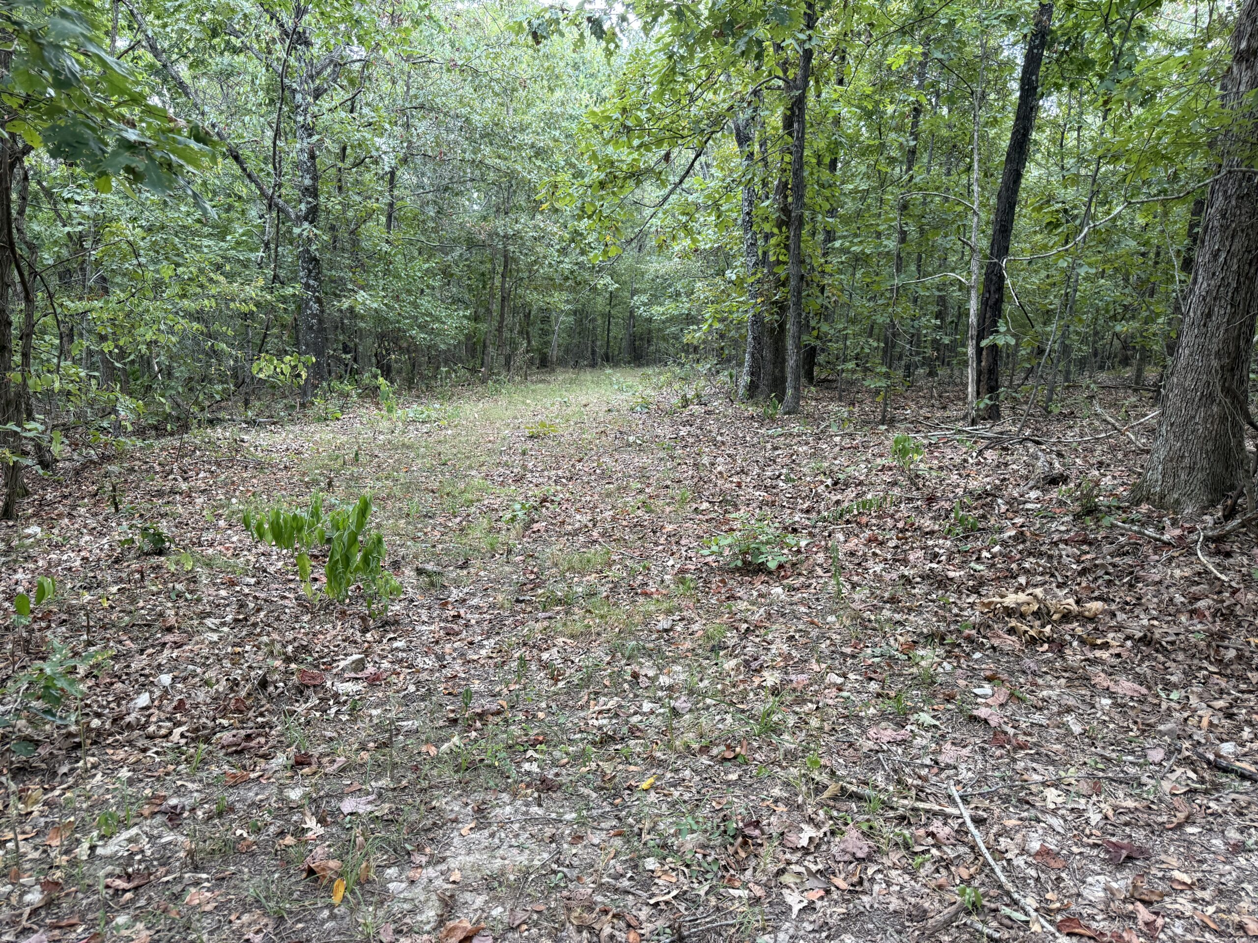 HUNTING AND RECREATIONAL LAND FOR SALE IN OZARK MOUNTAINS