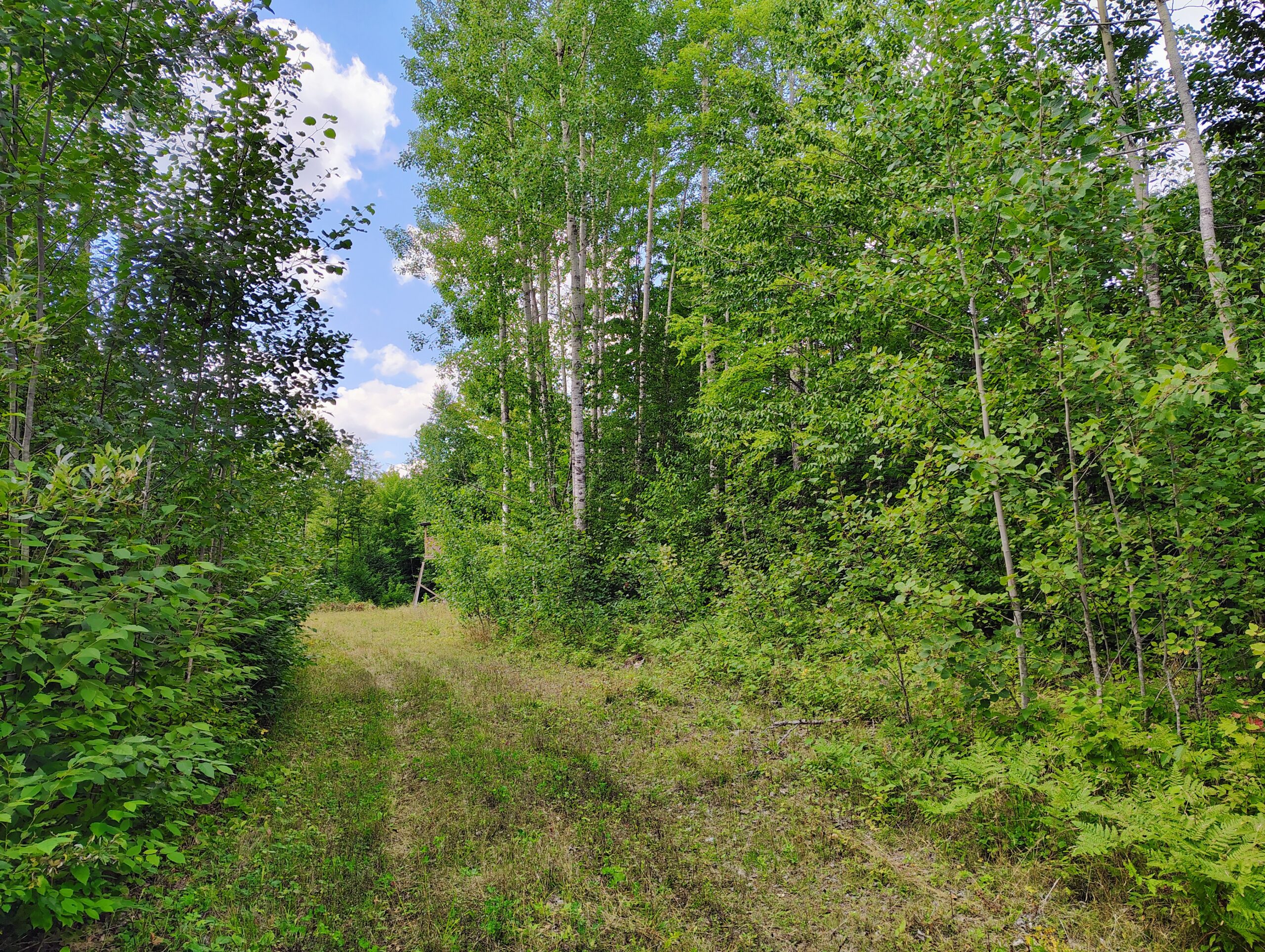 Land For Sale in Mellen, Wisconsin