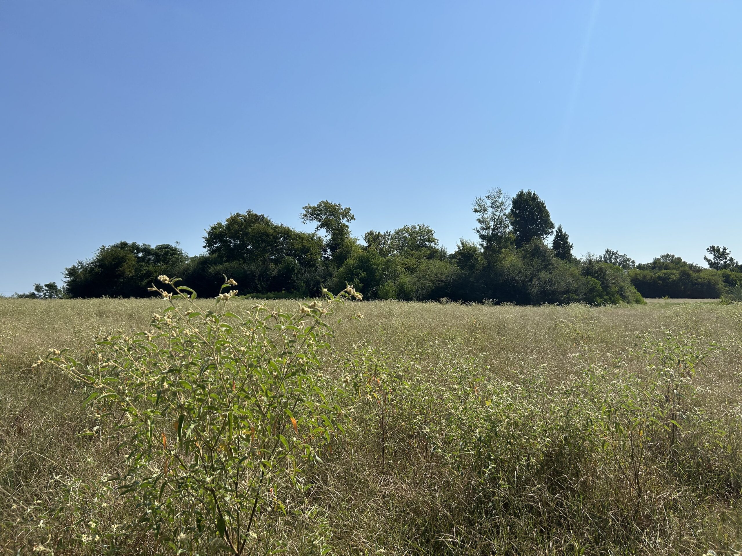 East Texas Hunting/Recreational/Timber Tract For Sale