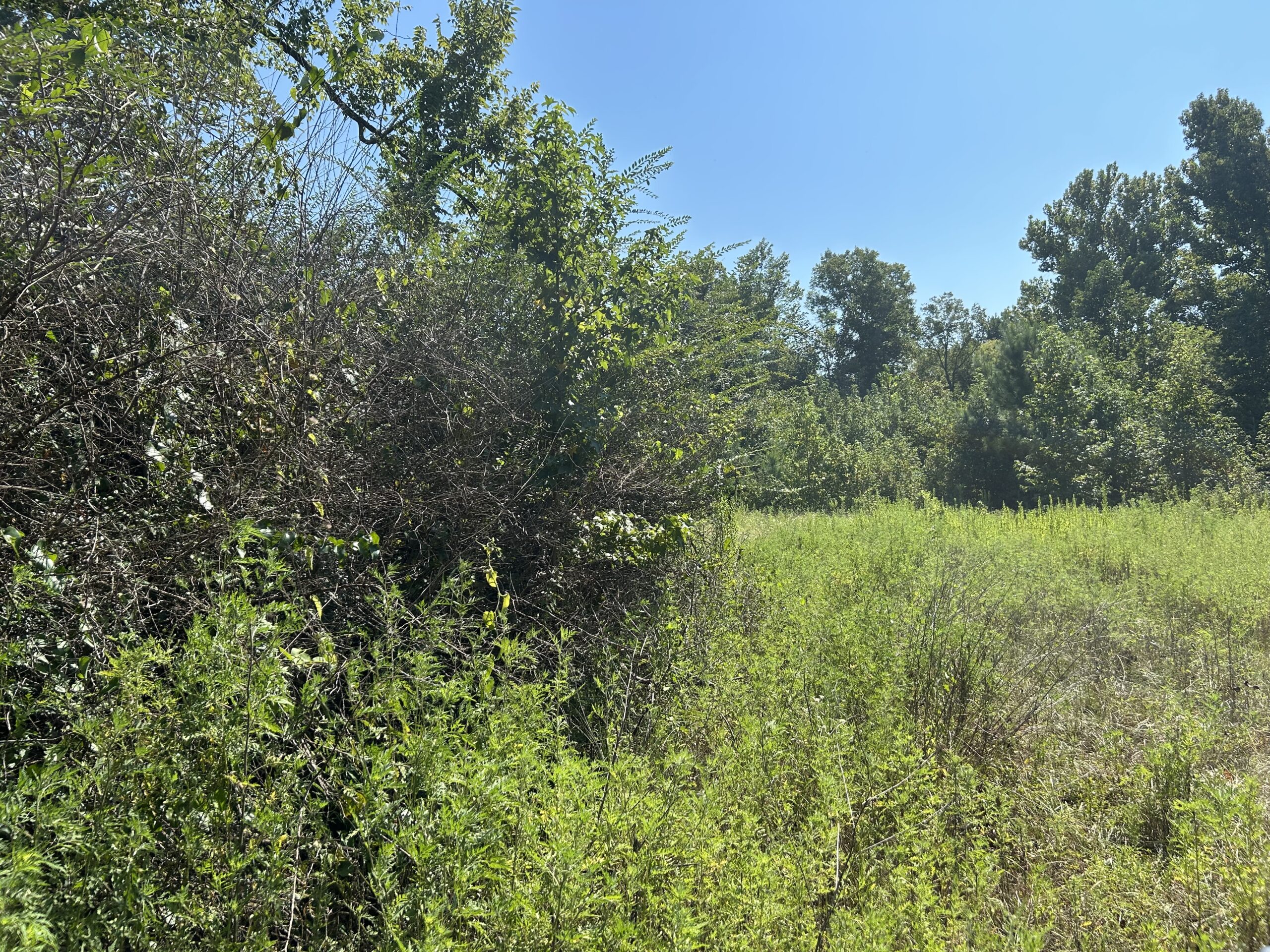 East Texas Hunting/Recreational/Timber Tract For Sale