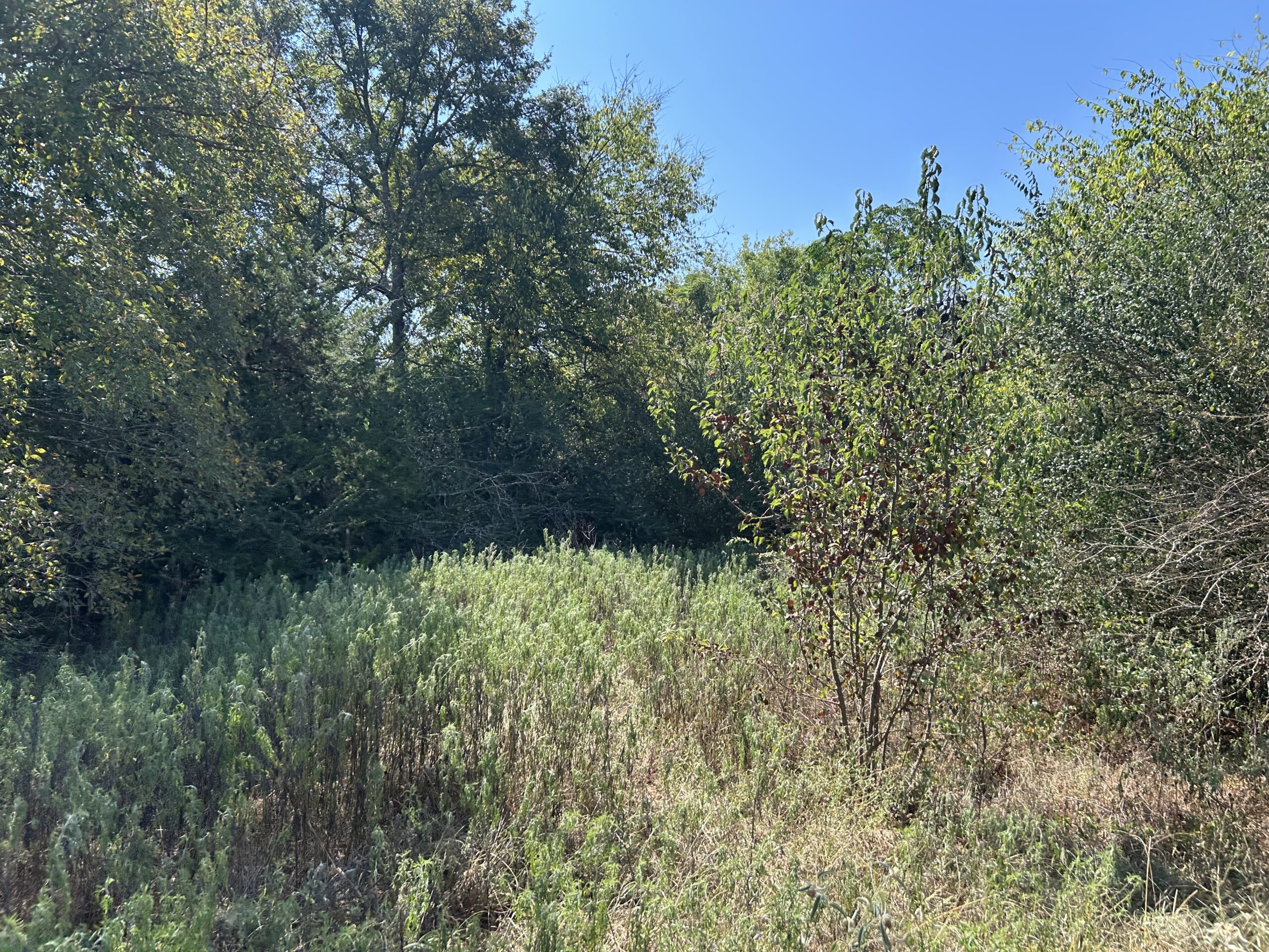East Texas Hunting/Recreational/Timber Tract For Sale
