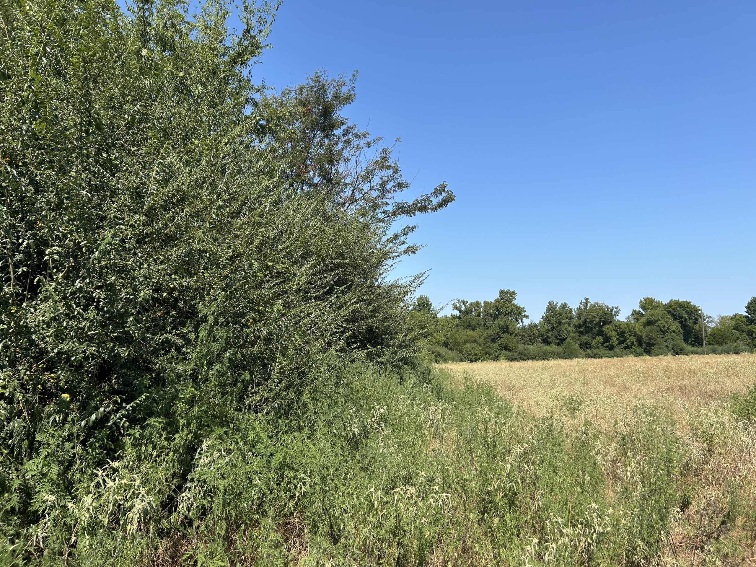 East Texas Hunting/Recreational/Timber Tract For Sale