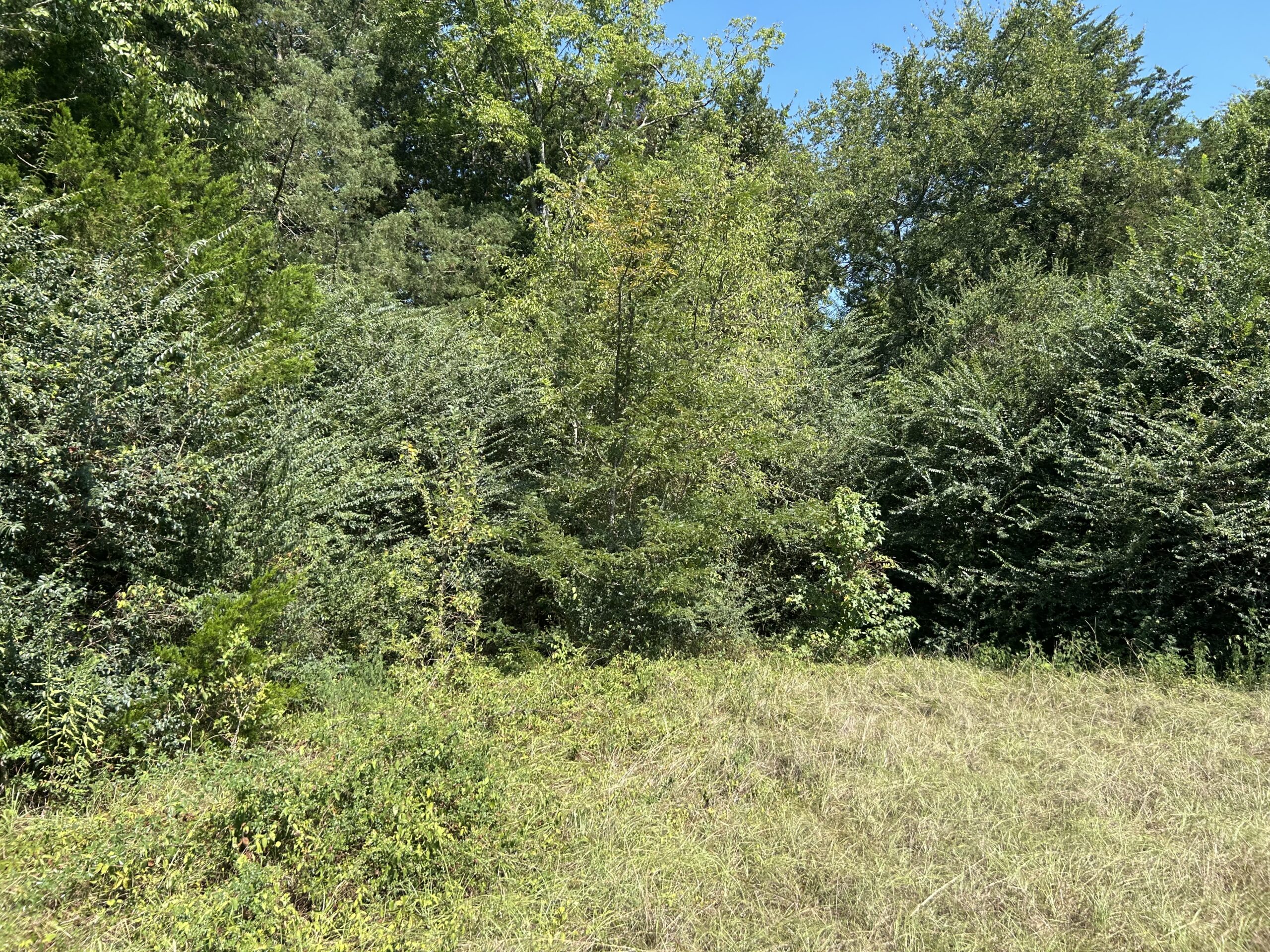 East Texas Hunting/Recreational/Timber Tract For Sale