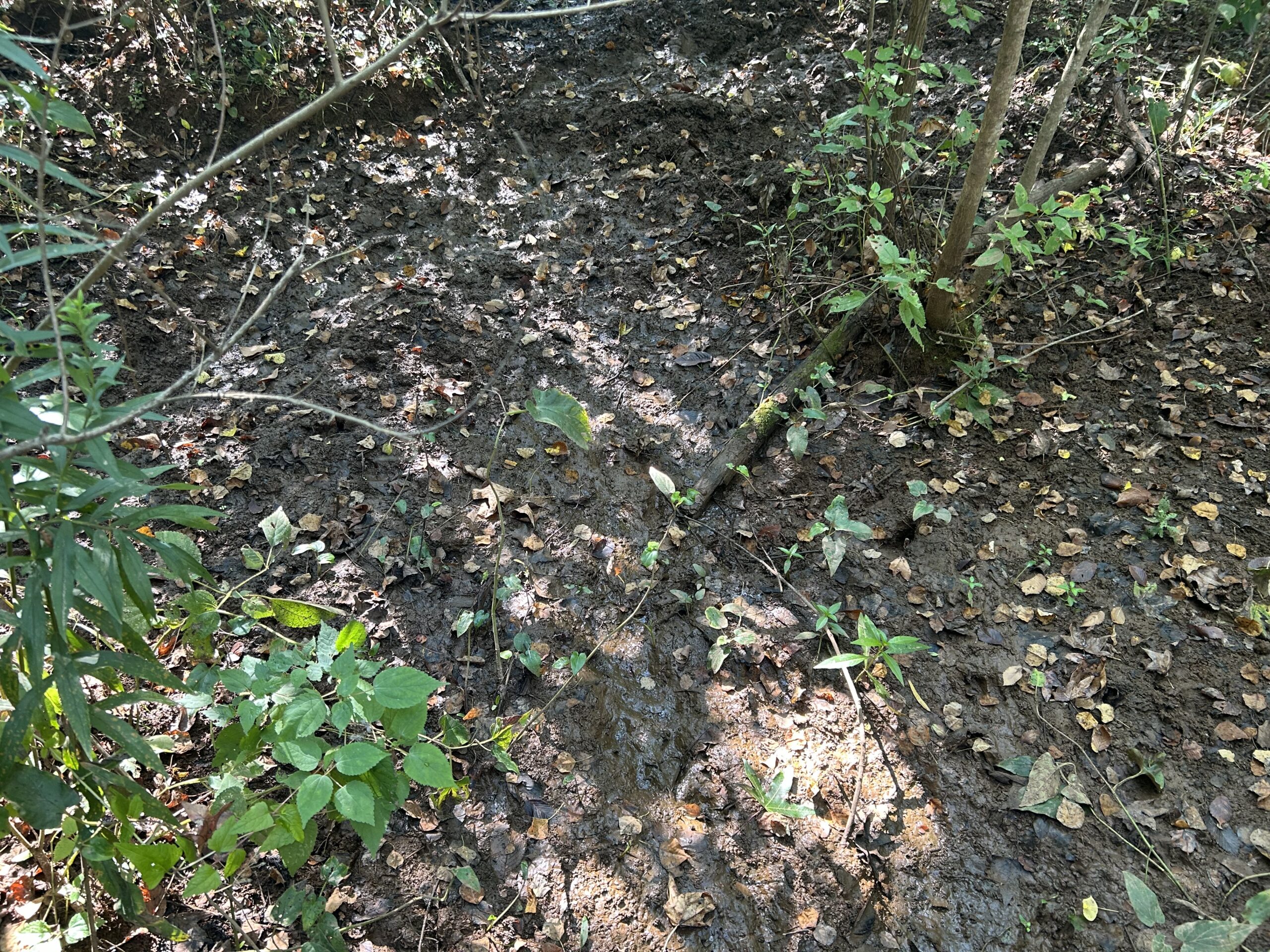 East Texas Hunting/Recreational/Timber Tract For Sale