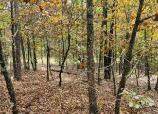 PRIME HUNTING LAND FOR SALE IN NORTH CENTRAL ARKANSAS