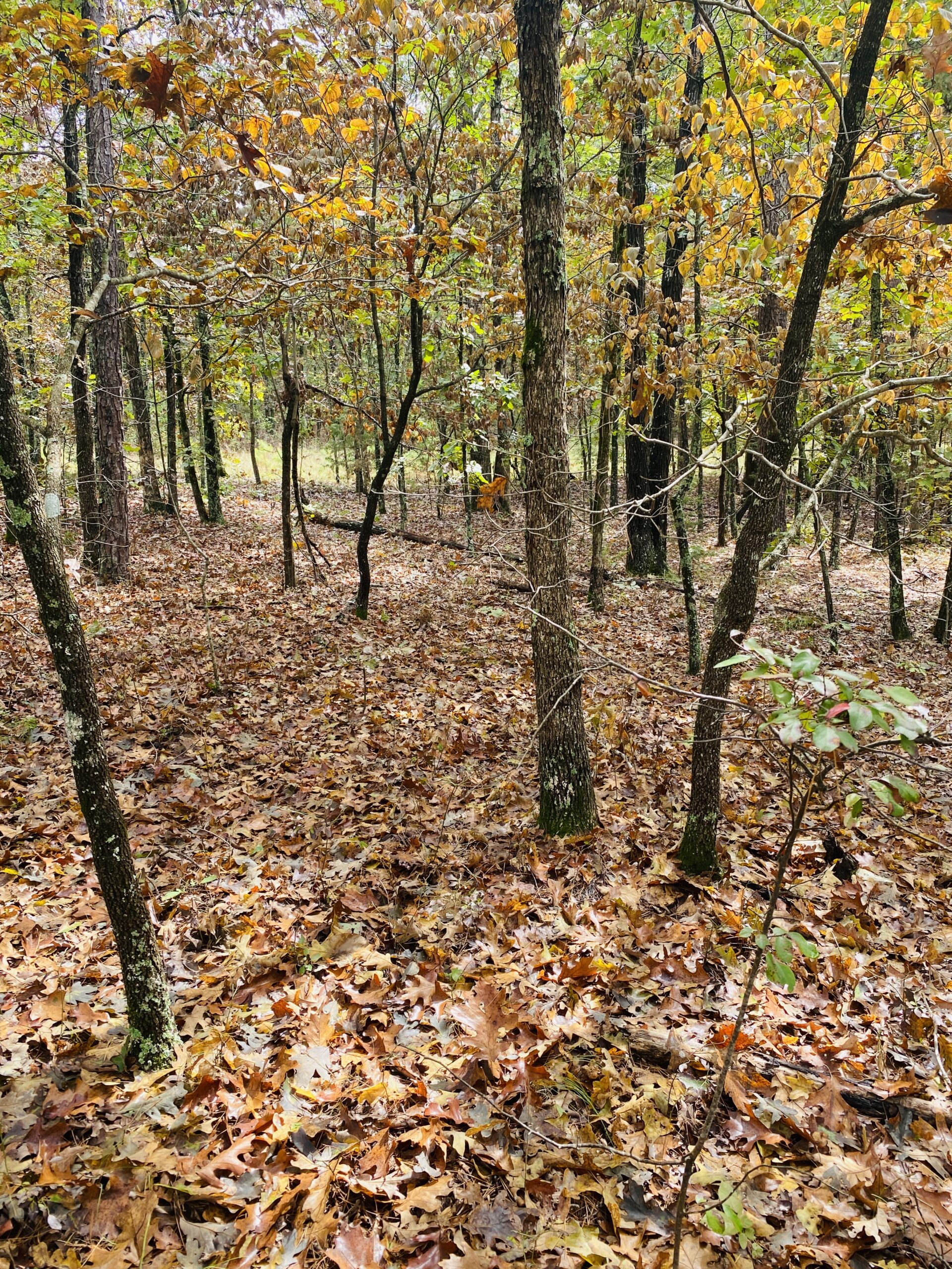 PRIME HUNTING LAND FOR SALE IN NORTH CENTRAL ARKANSAS
