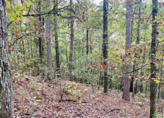 PRIME HUNTING LAND FOR SALE IN NORTH CENTRAL ARKANSAS