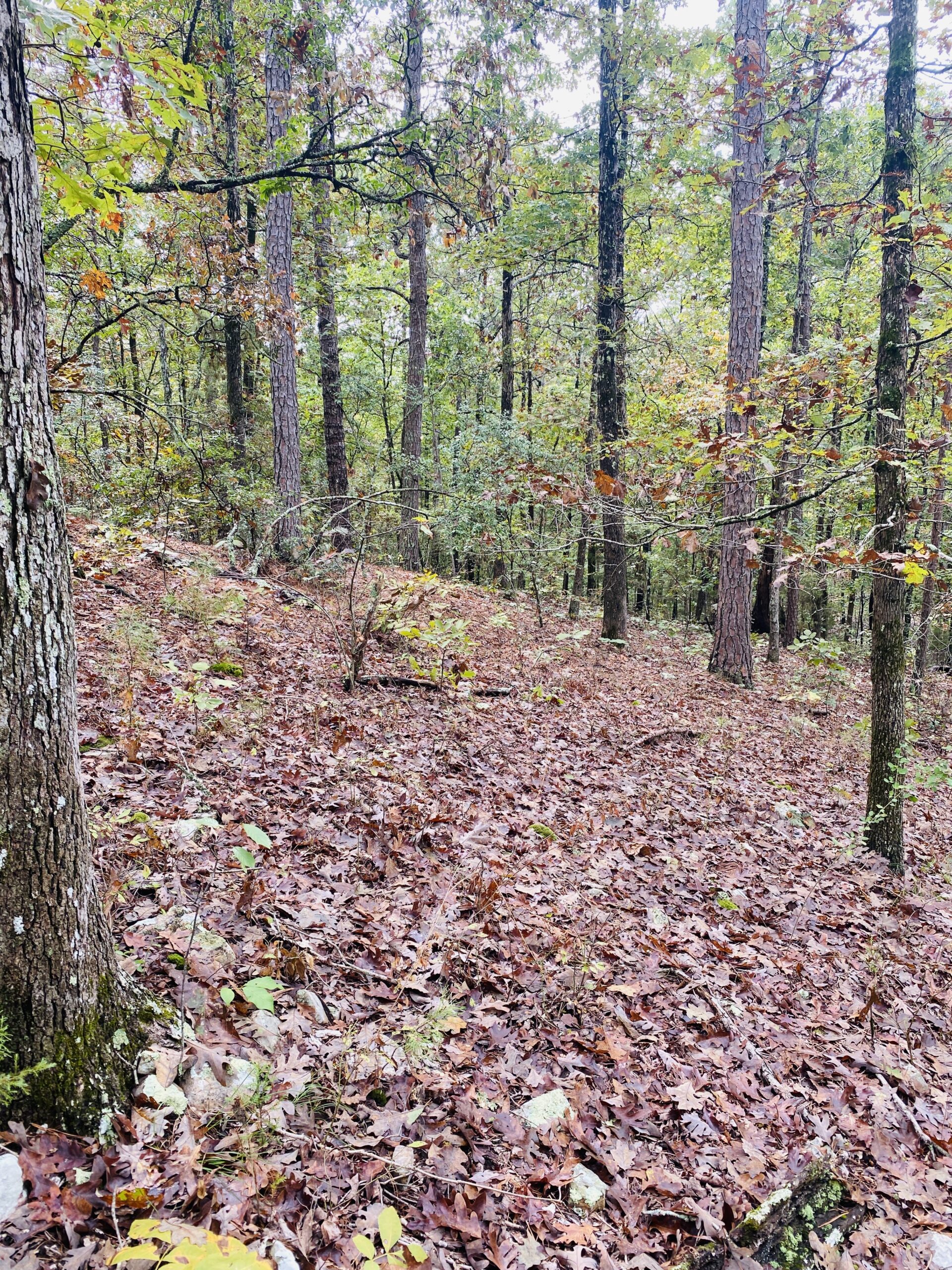 PRIME HUNTING LAND FOR SALE IN NORTH CENTRAL ARKANSAS