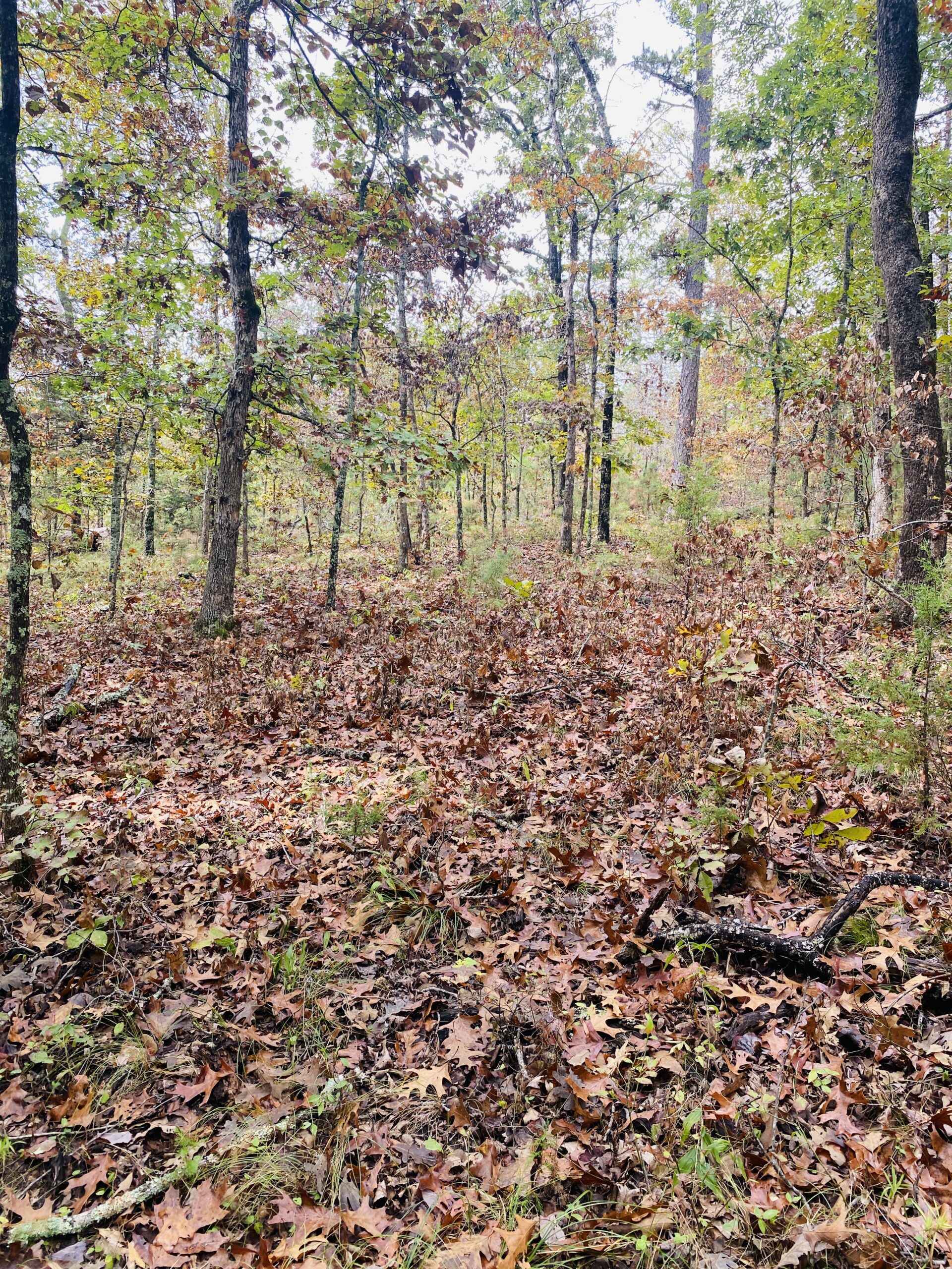 PRIME HUNTING LAND FOR SALE IN NORTH CENTRAL ARKANSAS