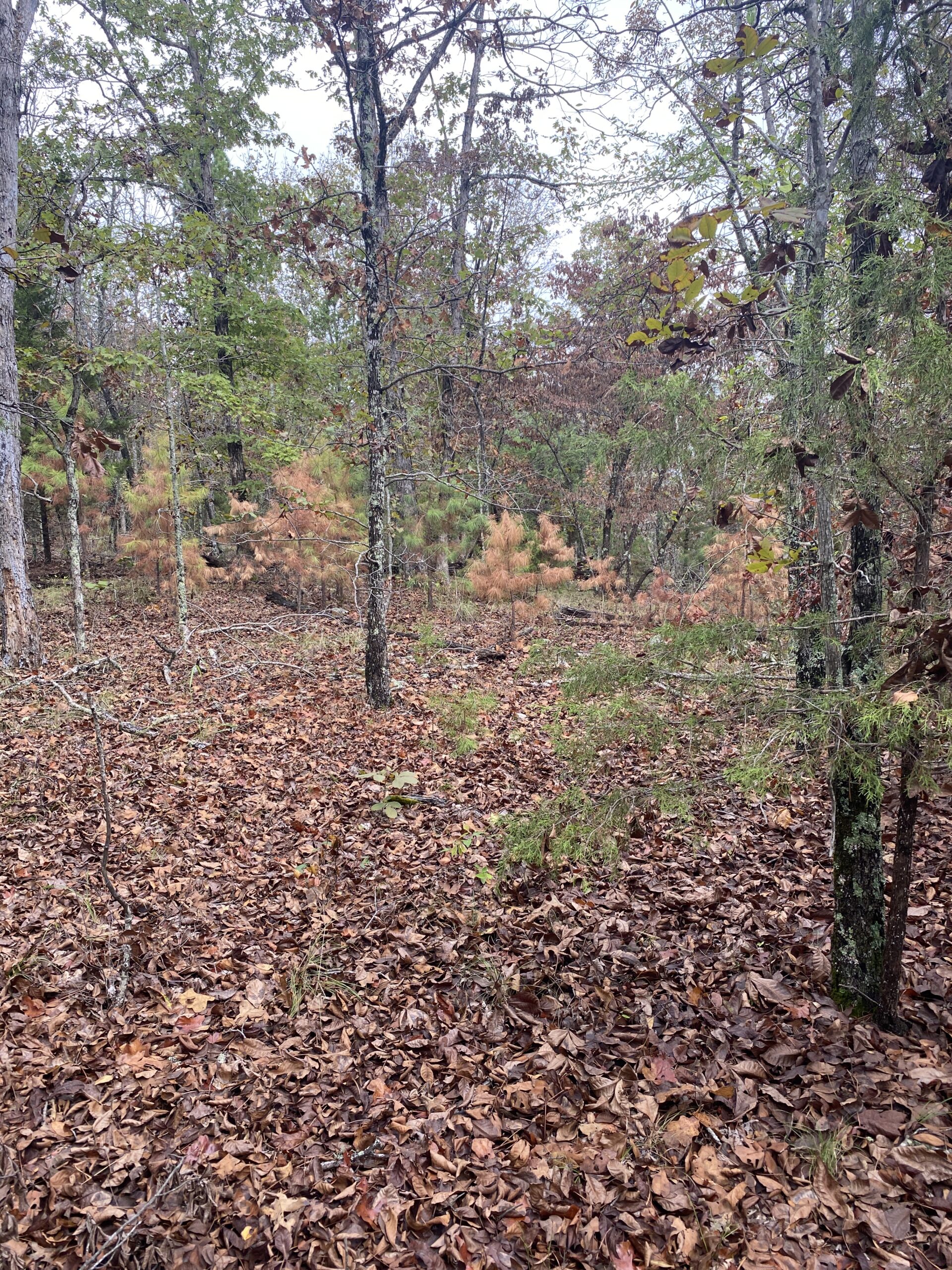 PRIME HUNTING LAND FOR SALE IN NORTH CENTRAL ARKANSAS