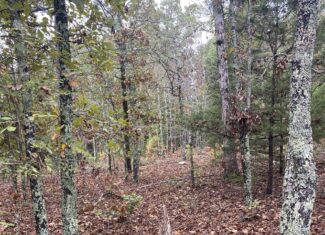 PRIME HUNTING LAND FOR SALE IN NORTH CENTRAL ARKANSAS