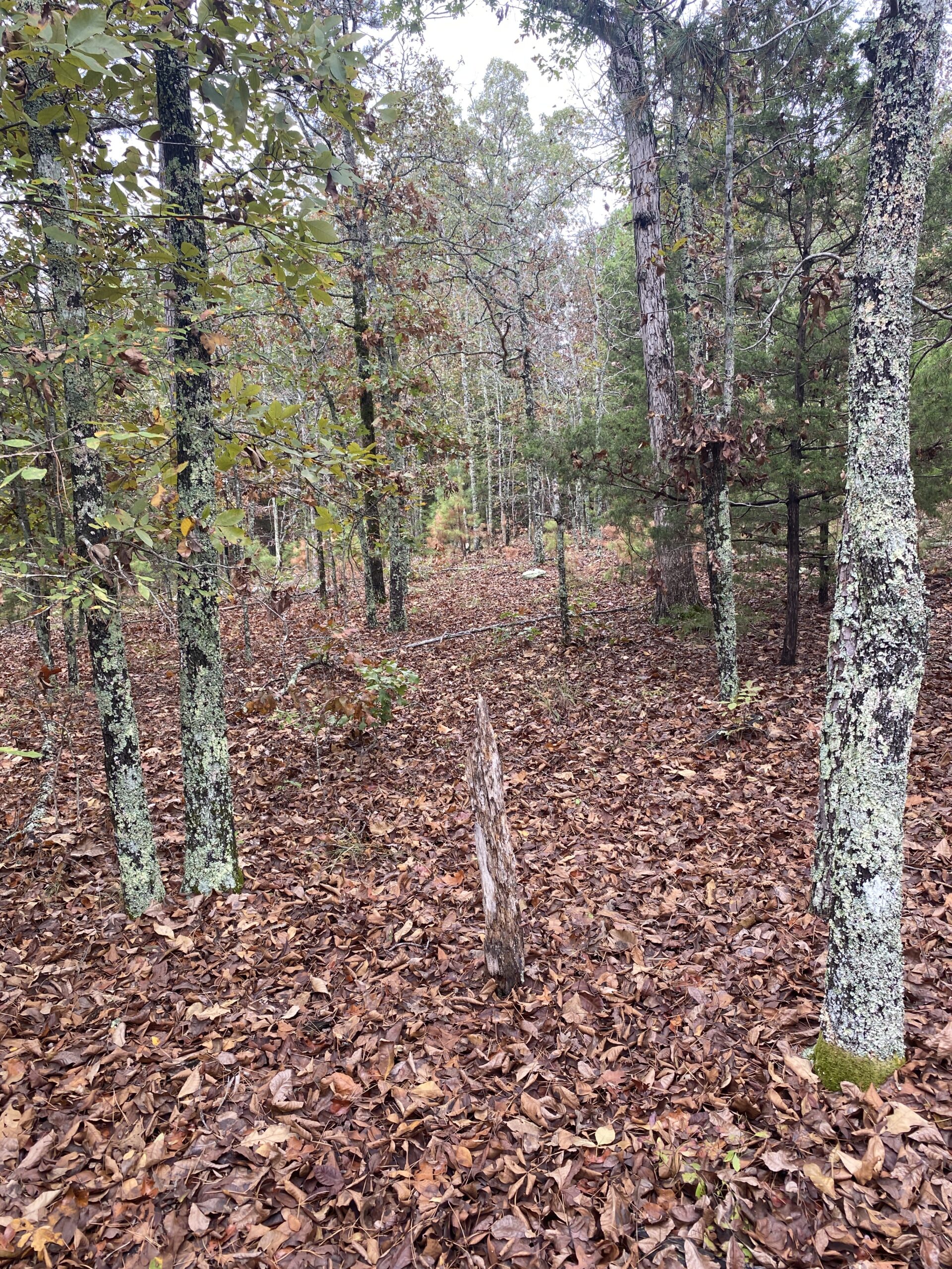 PRIME HUNTING LAND FOR SALE IN NORTH CENTRAL ARKANSAS