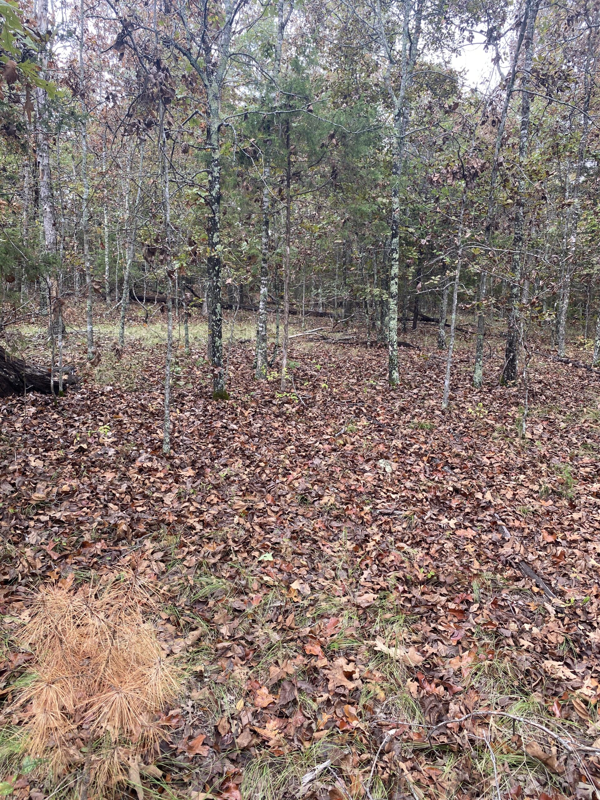PRIME HUNTING LAND FOR SALE IN NORTH CENTRAL ARKANSAS