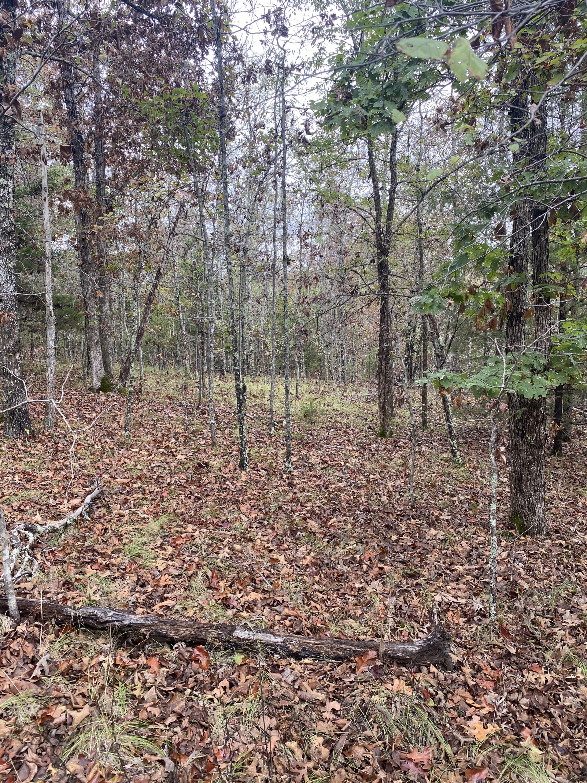PRIME HUNTING LAND FOR SALE IN NORTH CENTRAL ARKANSAS