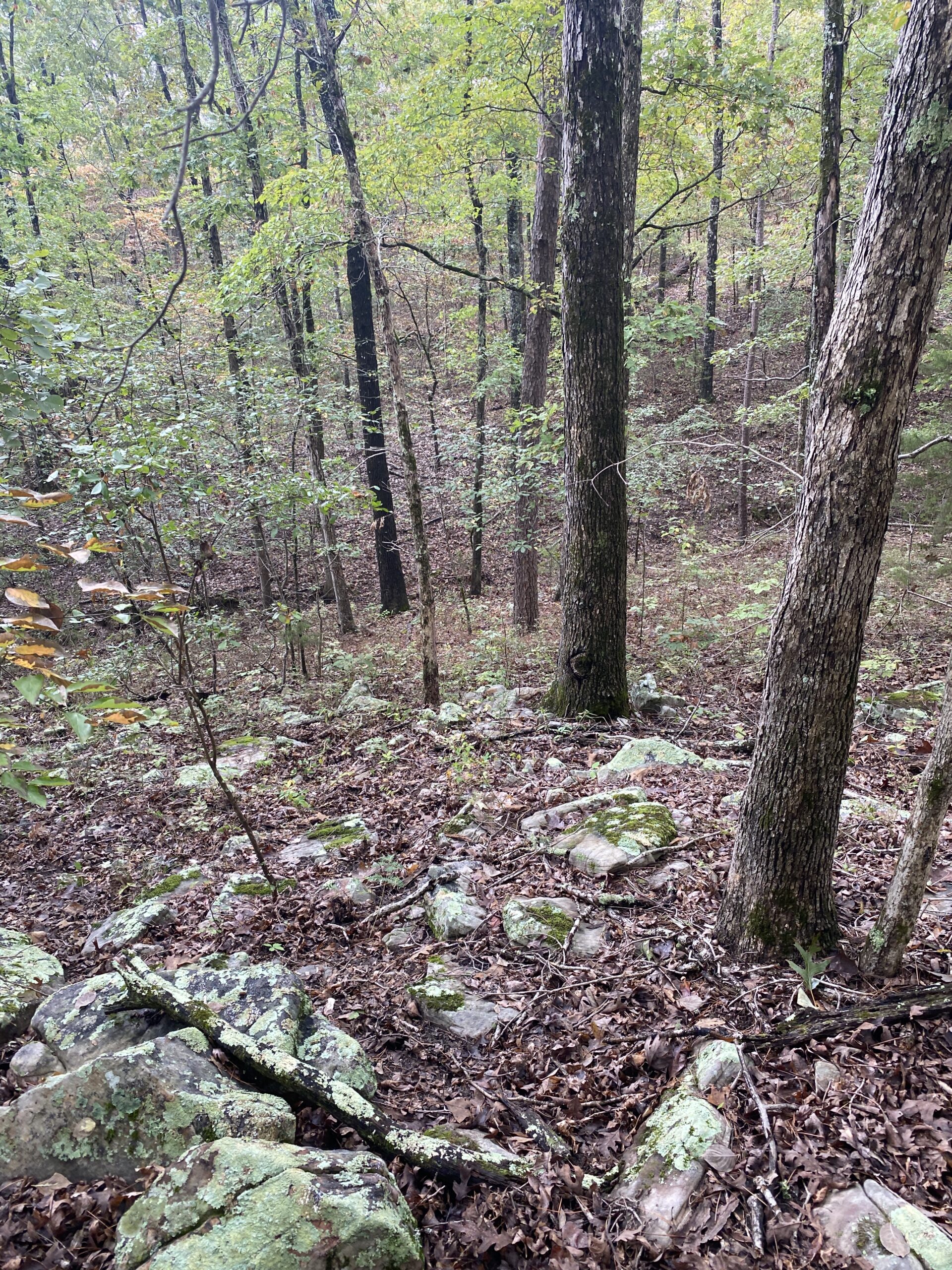 PRIME HUNTING LAND FOR SALE IN NORTH CENTRAL ARKANSAS