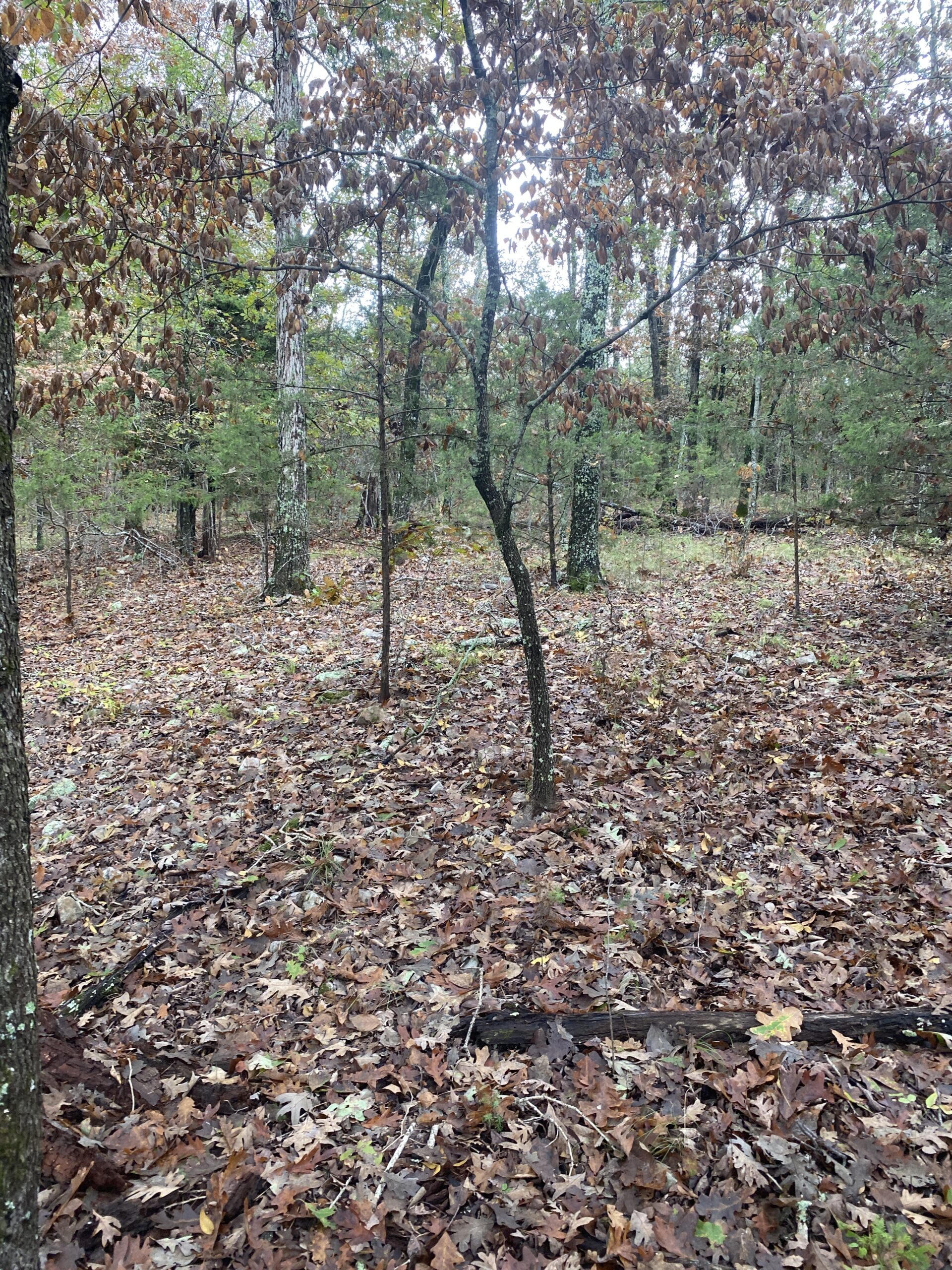 PRIME HUNTING LAND FOR SALE IN NORTH CENTRAL ARKANSAS
