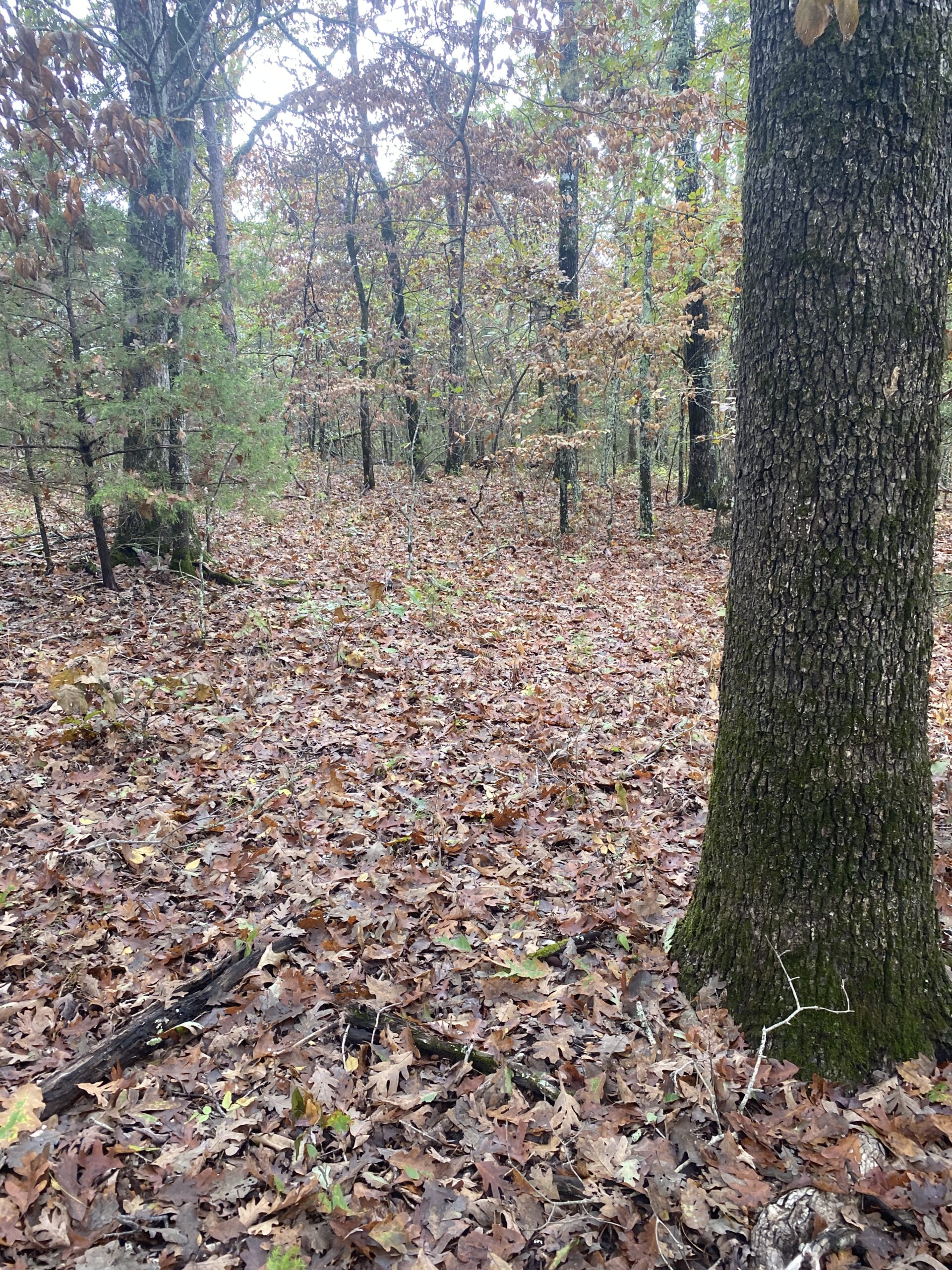 PRIME HUNTING LAND FOR SALE IN NORTH CENTRAL ARKANSAS