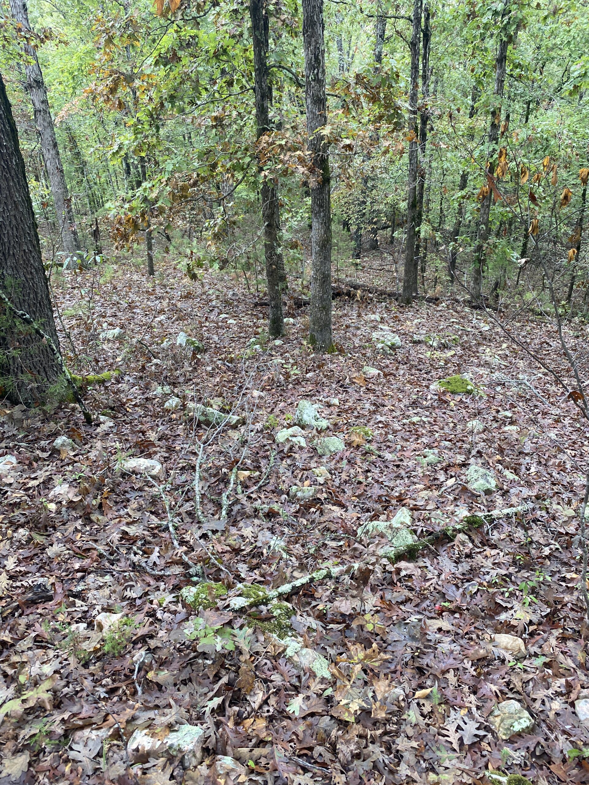 PRIME HUNTING LAND FOR SALE IN NORTH CENTRAL ARKANSAS