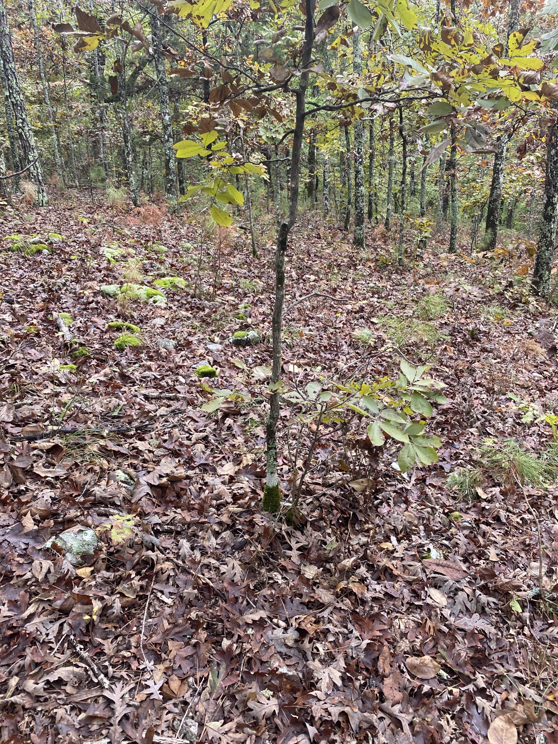 PRIME HUNTING LAND FOR SALE IN NORTH CENTRAL ARKANSAS