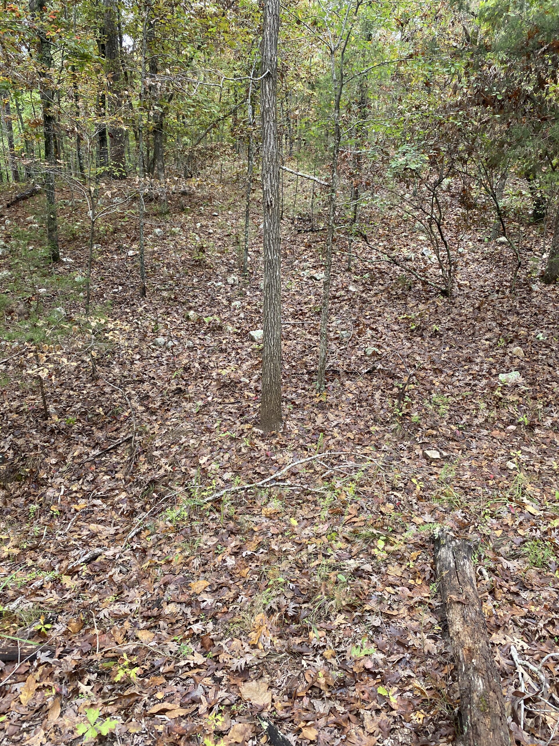 PRIME HUNTING LAND FOR SALE IN NORTH CENTRAL ARKANSAS