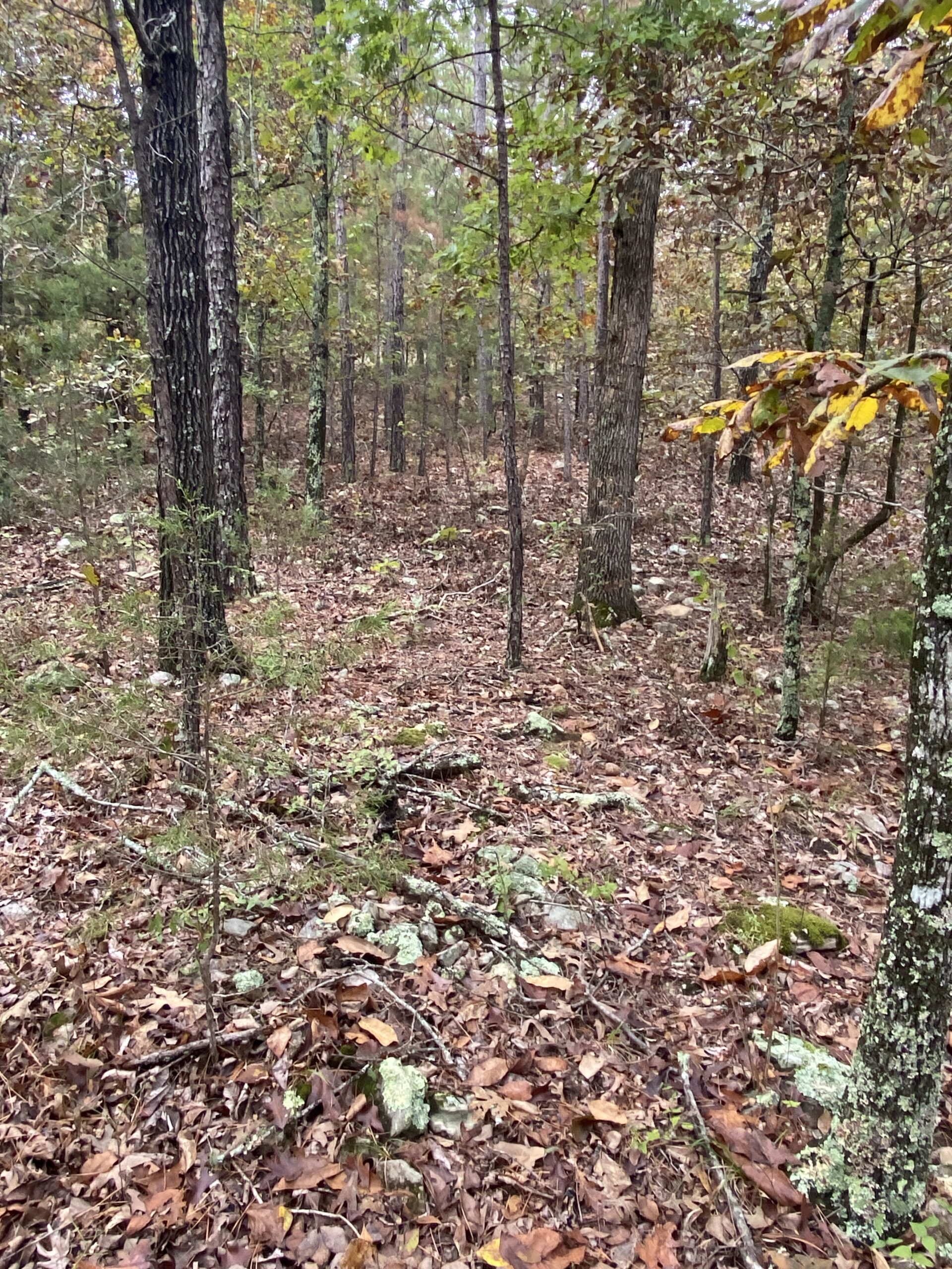 PRIME HUNTING LAND FOR SALE IN NORTH CENTRAL ARKANSAS