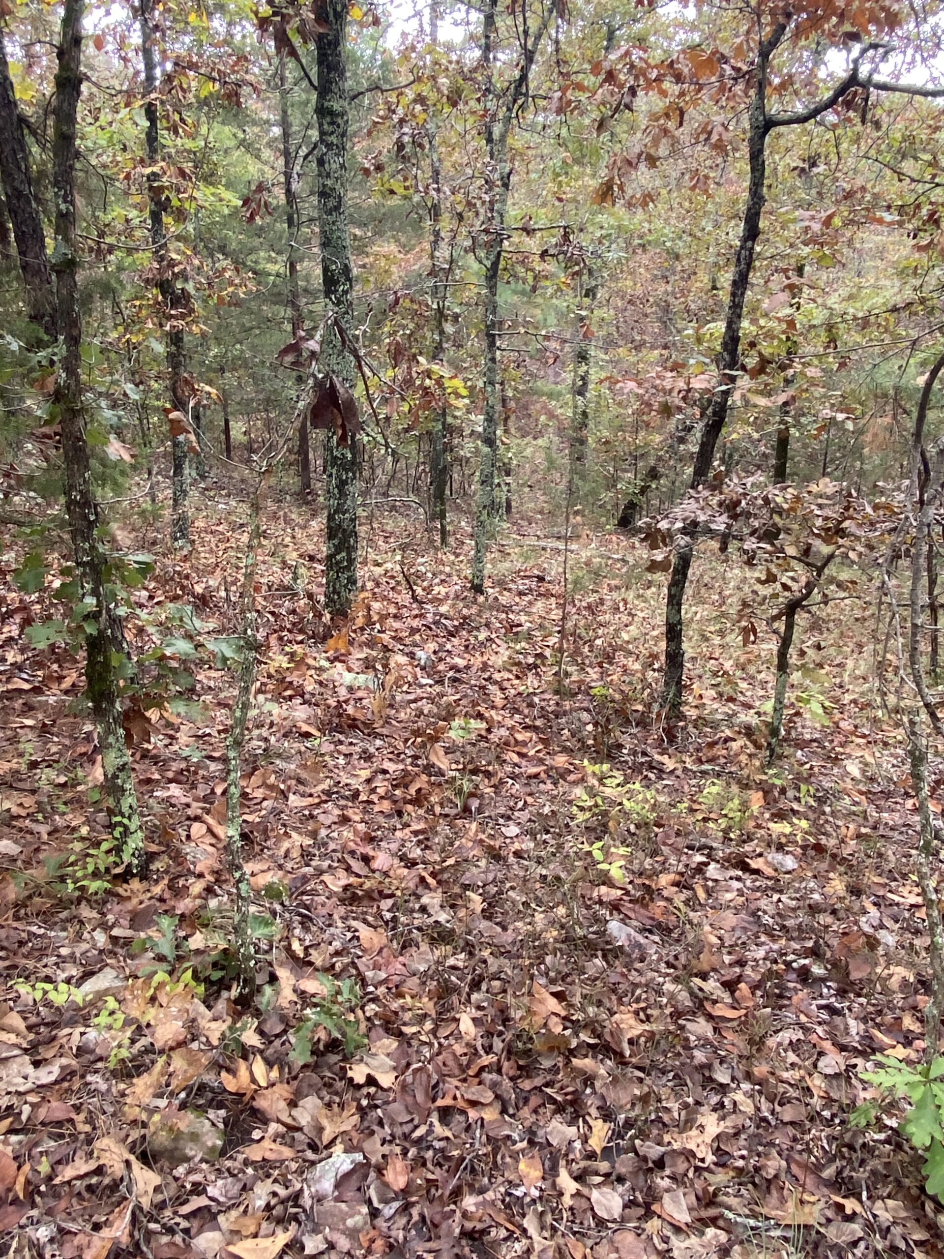 PRIME HUNTING LAND FOR SALE IN NORTH CENTRAL ARKANSAS