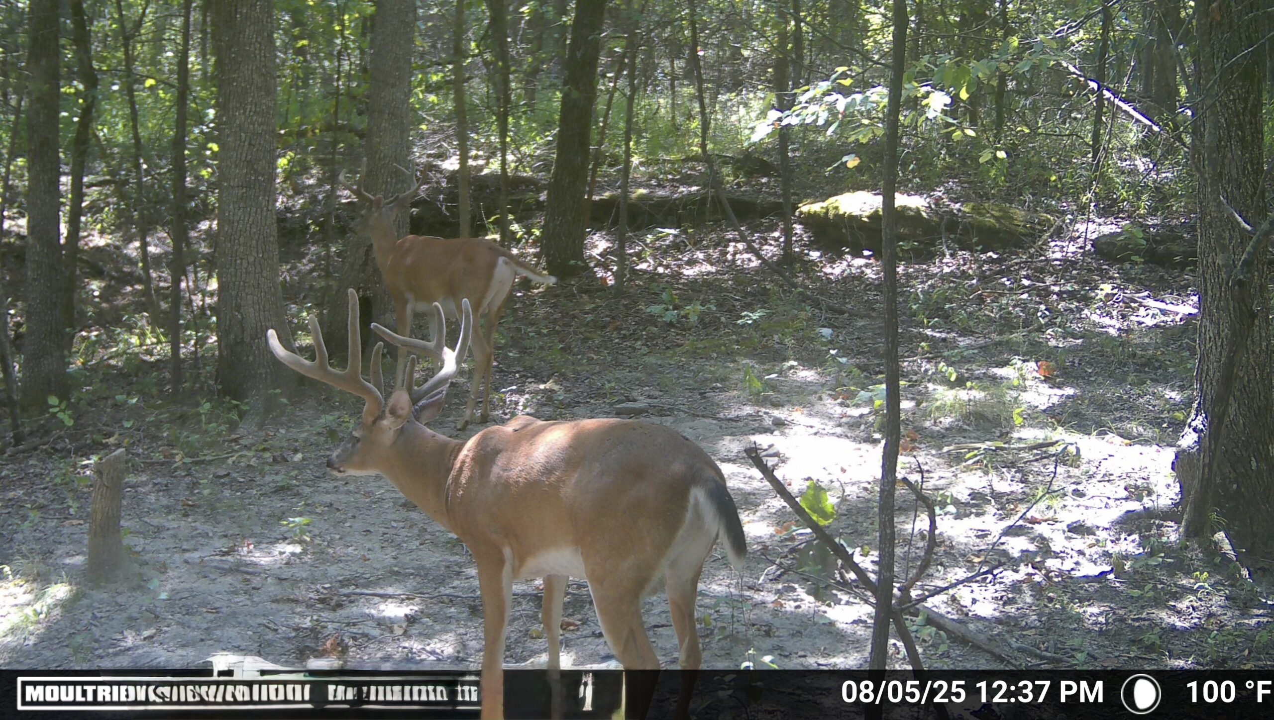 HUNTING AND RECREATIONAL LAND FOR SALE IN ARKANSAS OZARKS