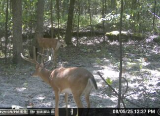 LAND FOR SALE IN OZARK MOUNTAINS OF ARKANSAS