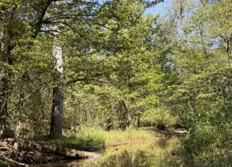 HUNTING AND RECREATIONAL LAND FOR SALE IN ARKANSAS OZARKS