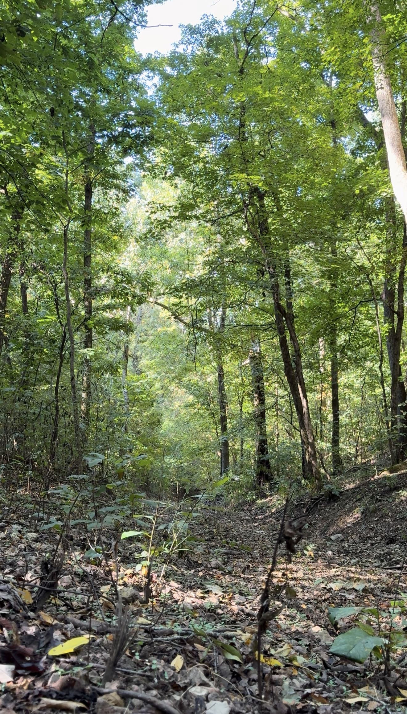 HUNTING AND RECREATIONAL LAND FOR SALE IN ARKANSAS OZARKS
