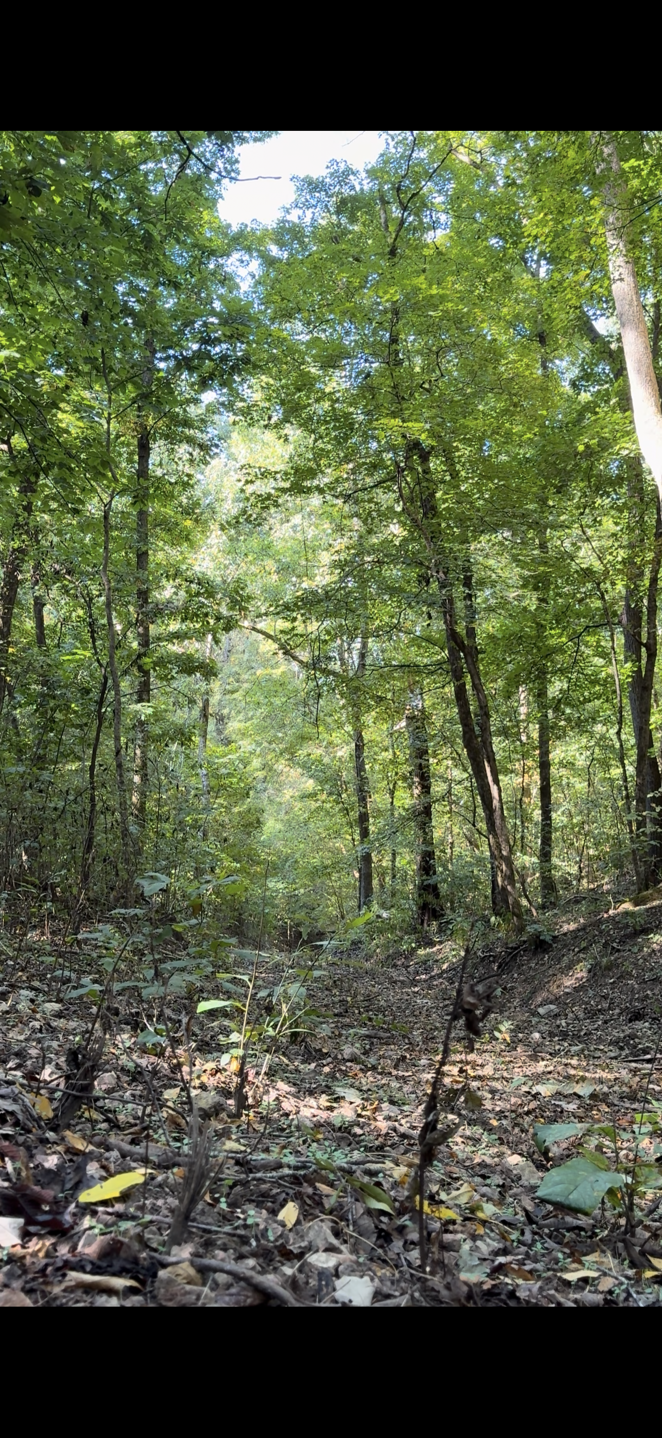 LAND FOR SALE IN OZARK MOUNTAINS OF ARKANSAS