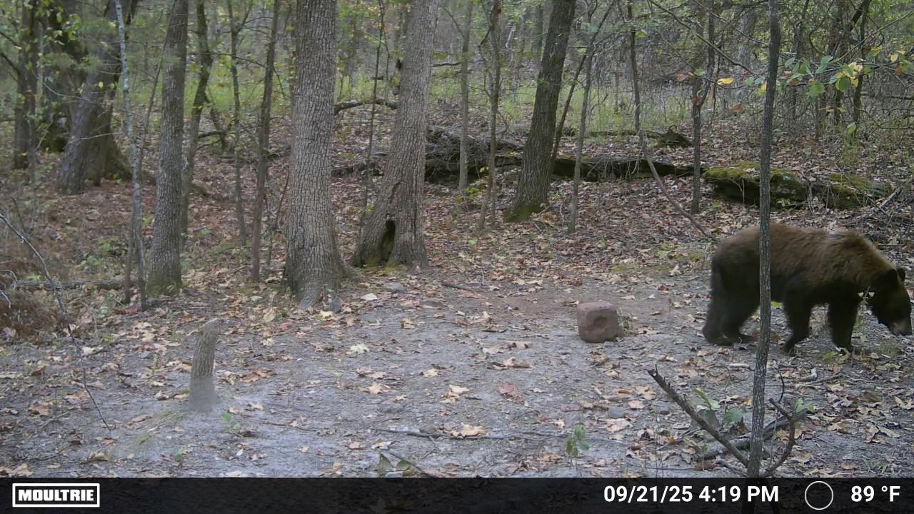 HUNTING AND RECREATIONAL LAND FOR SALE IN ARKANSAS OZARKS