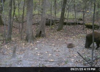 LAND FOR SALE IN OZARK MOUNTAINS OF ARKANSAS