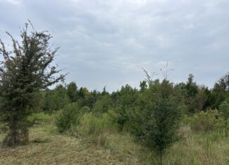 Great Homesite in Linden, Texas with Hunting Opportunities