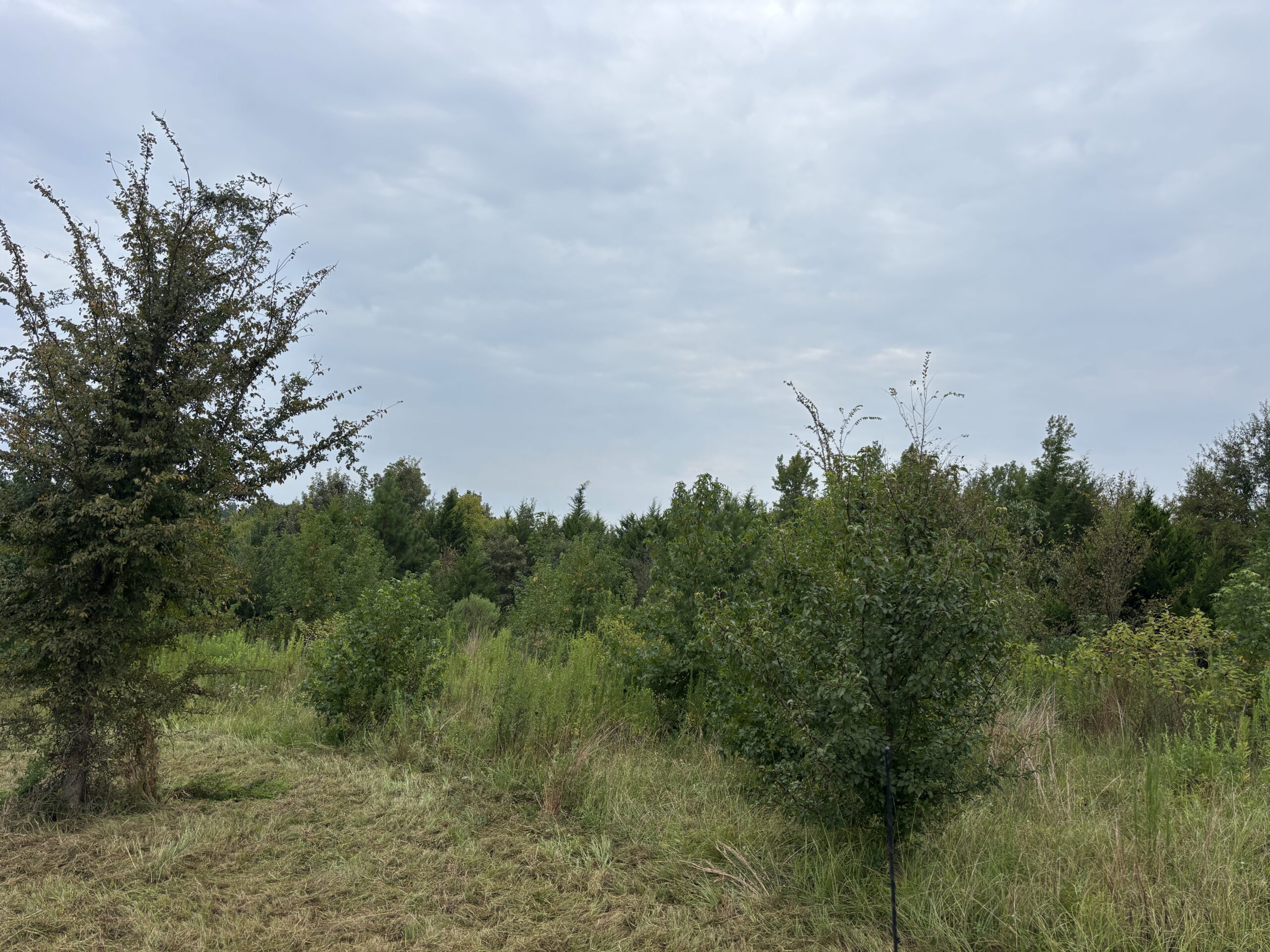 Great Homesite in Linden, Texas with Hunting Opportunities