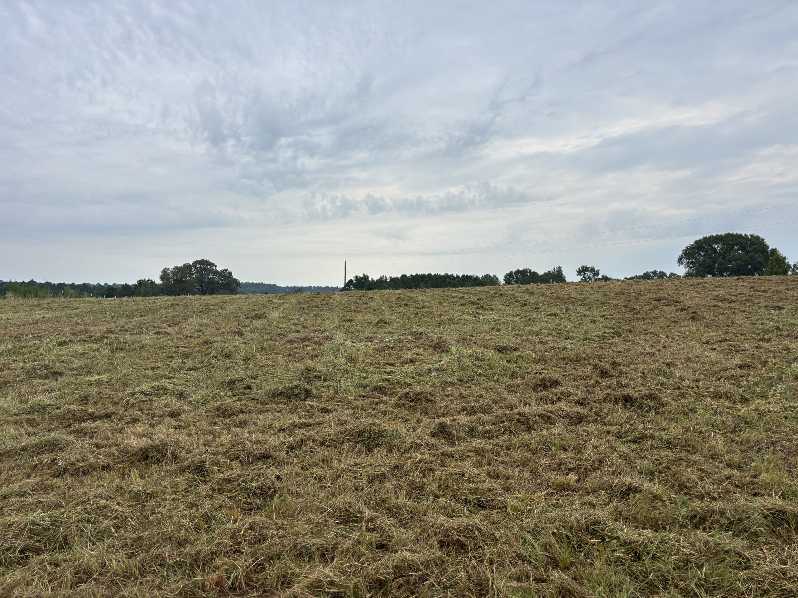 Great Homesite | Hunting Opportunity in Linden, Texas
