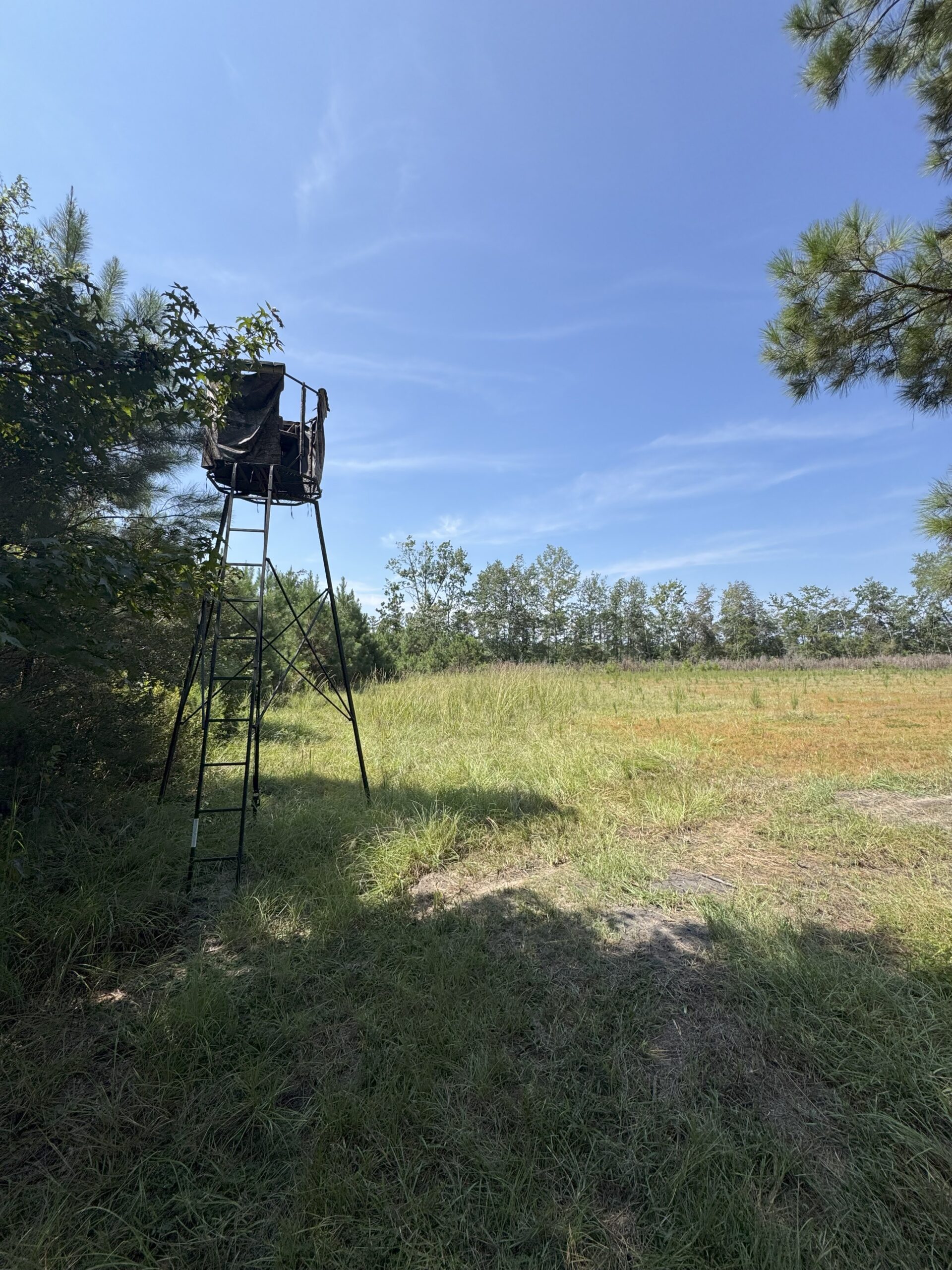 106+ acres of land for recreation, timber, and habitat management in Bamberg, SC!