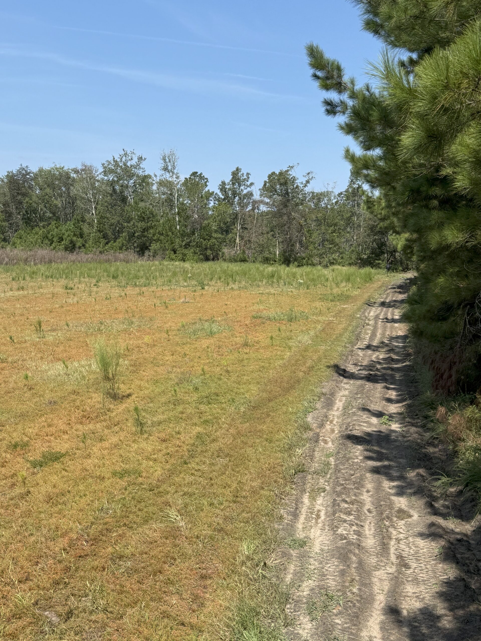106+ acres of land for recreation, timber, and habitat management in Bamberg, SC!