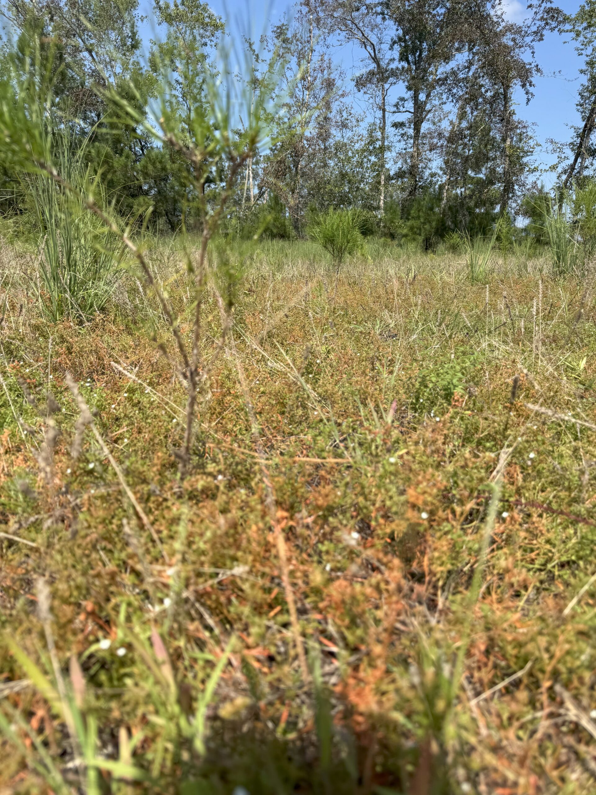 106+ acres of land for recreation, timber, and habitat management in Bamberg, SC!