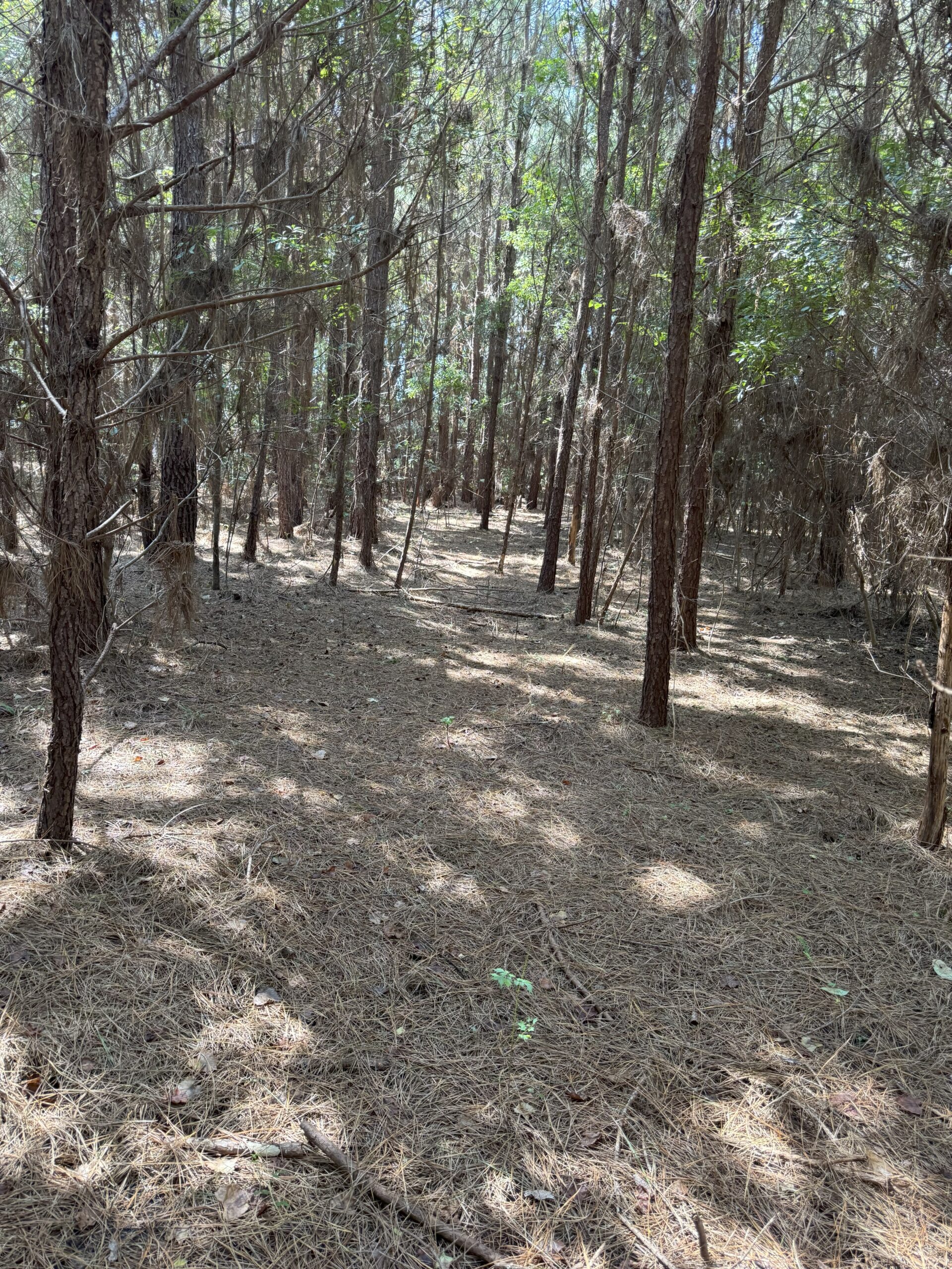 106+ acres of land for recreation, timber, and habitat management in Bamberg, SC!