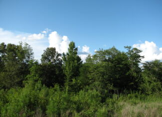 PRIVATE LAND FOR SALE IN TN TO BUILD ON – WOODED LAND WITH DEER & TURKEY HUNTING