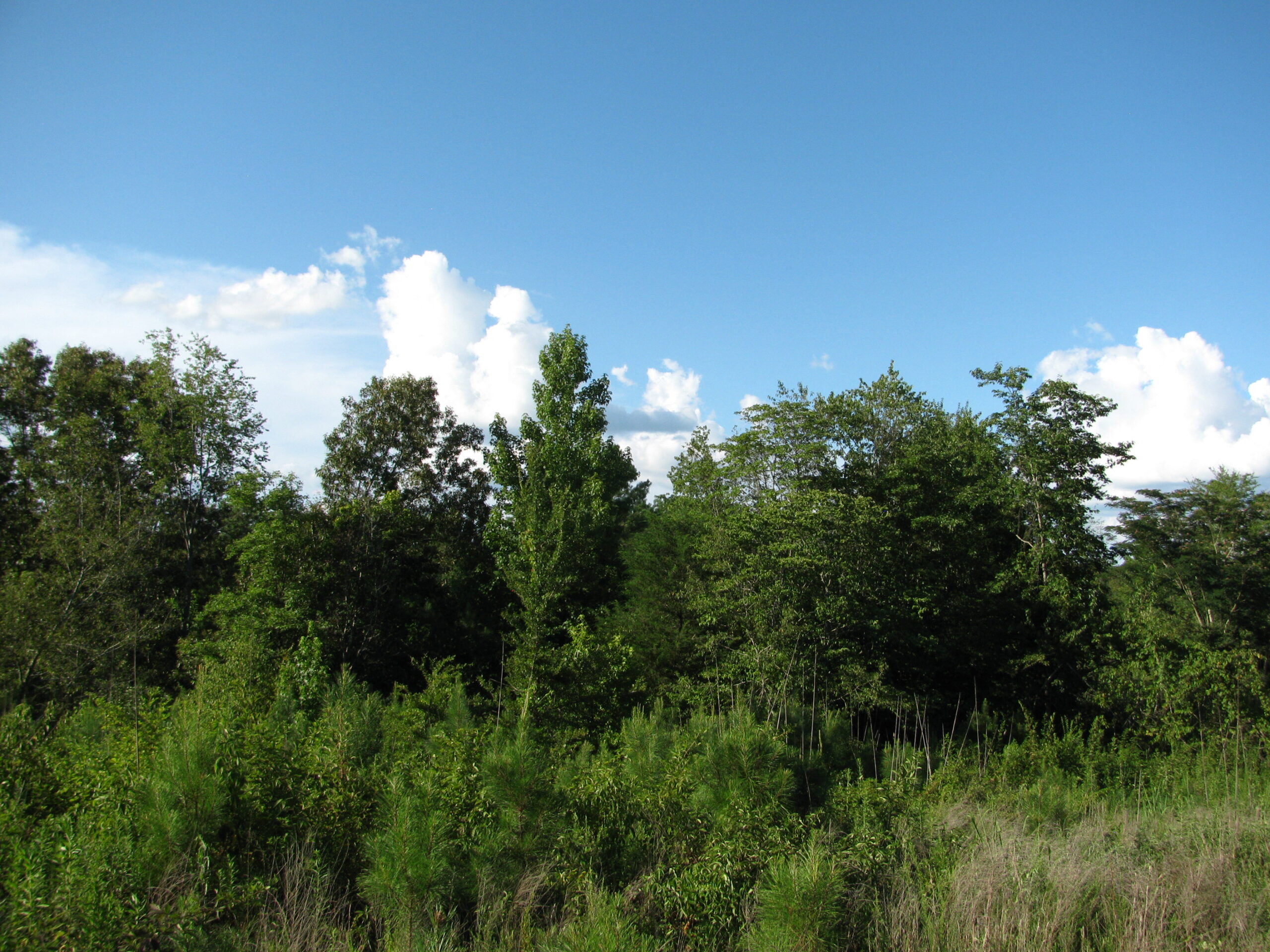 PRIVATE LAND FOR SALE IN TN TO BUILD ON – WOODED LAND WITH DEER & TURKEY HUNTING
