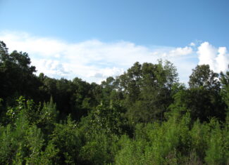 PRIVATE LAND FOR SALE IN TN TO BUILD ON – WOODED LAND WITH DEER & TURKEY HUNTING